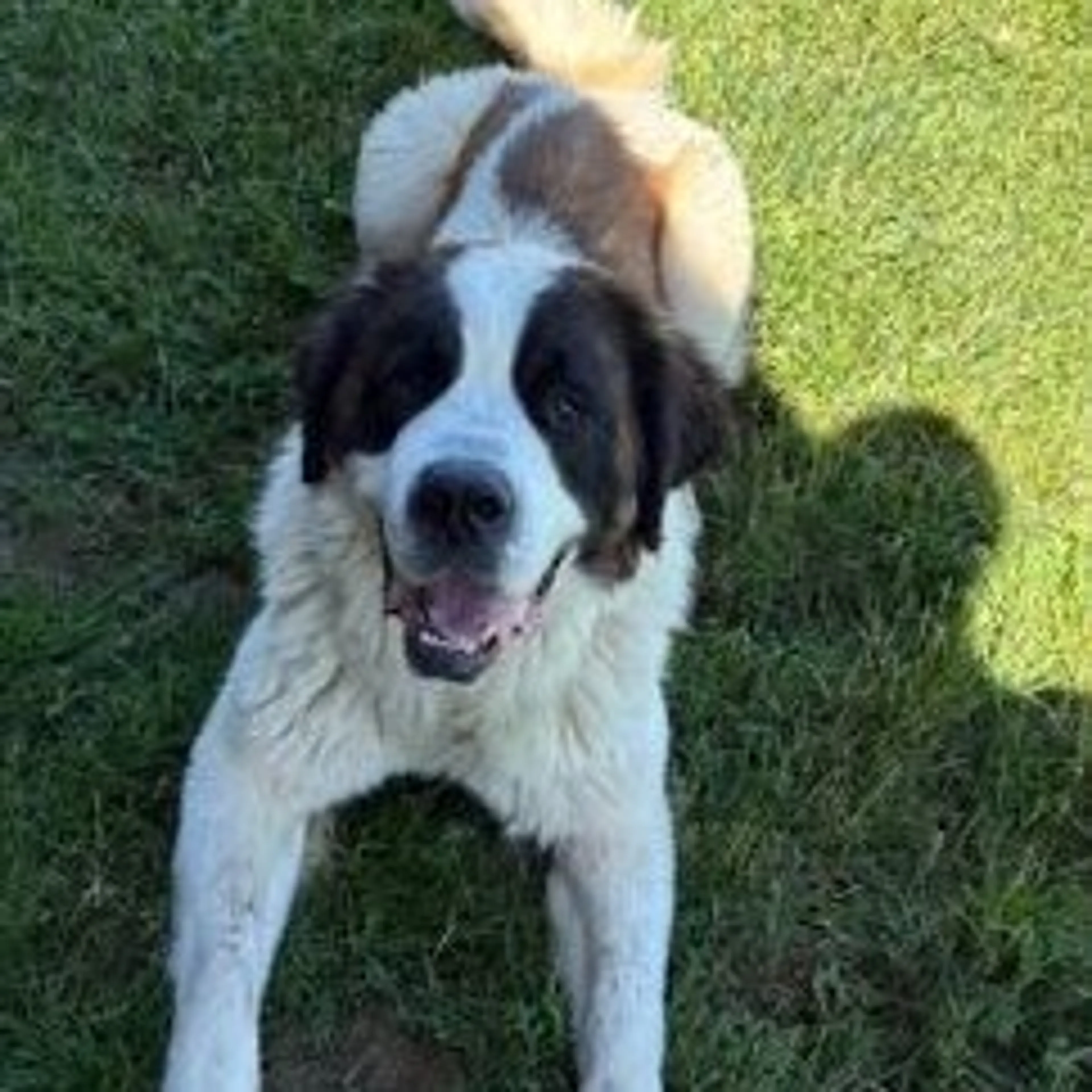 Found pet-1