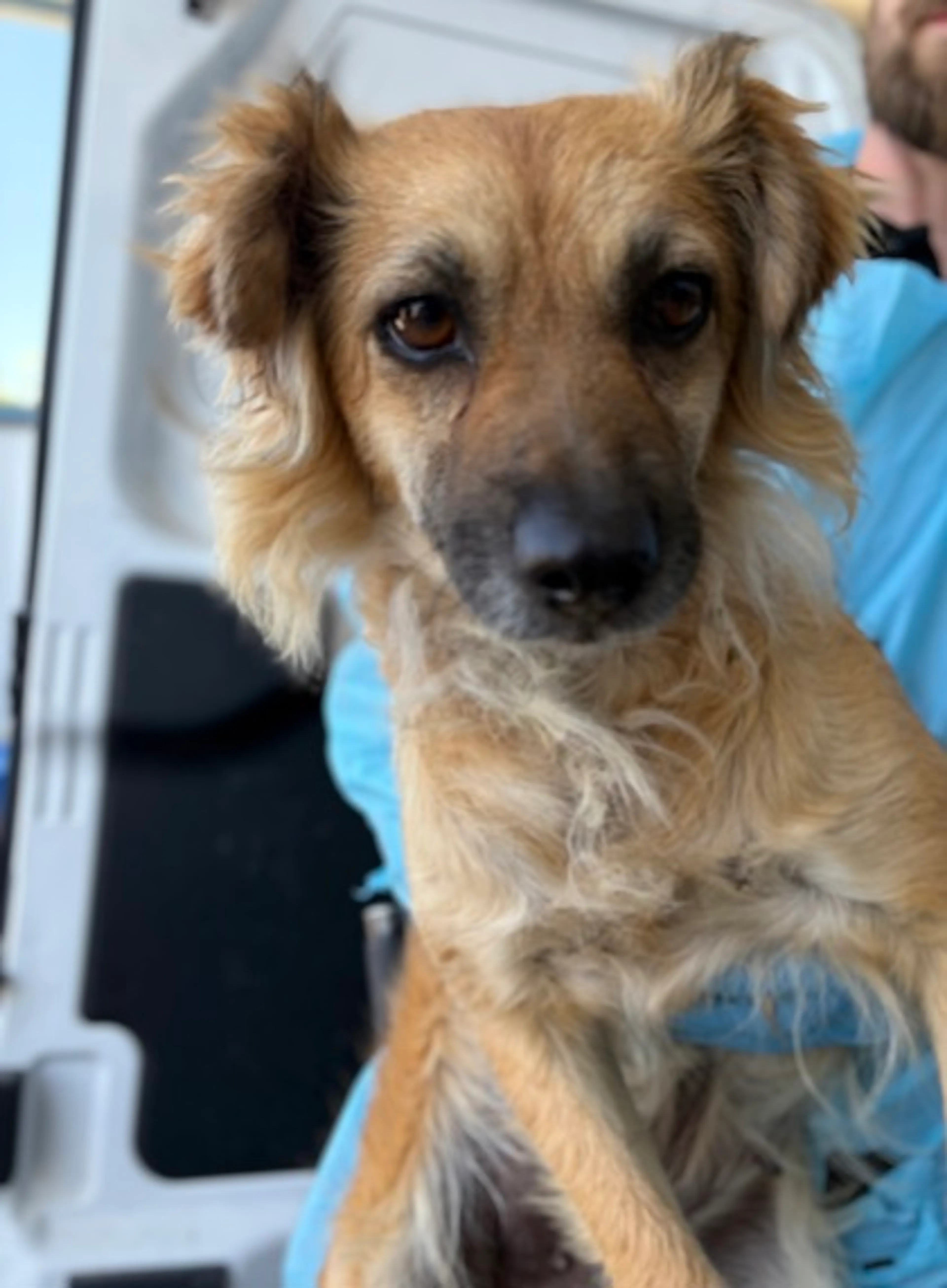 Found pet