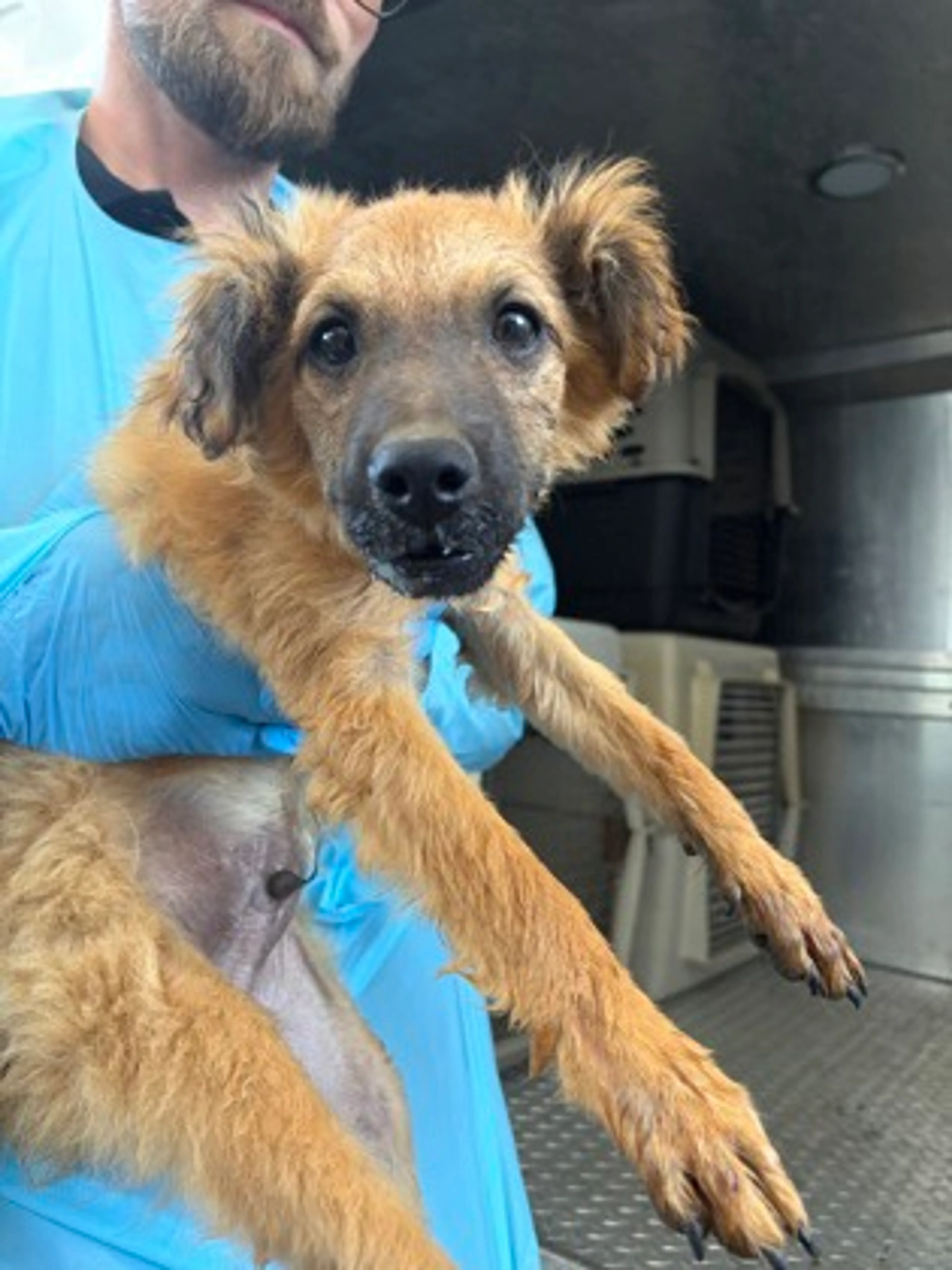 Found pet