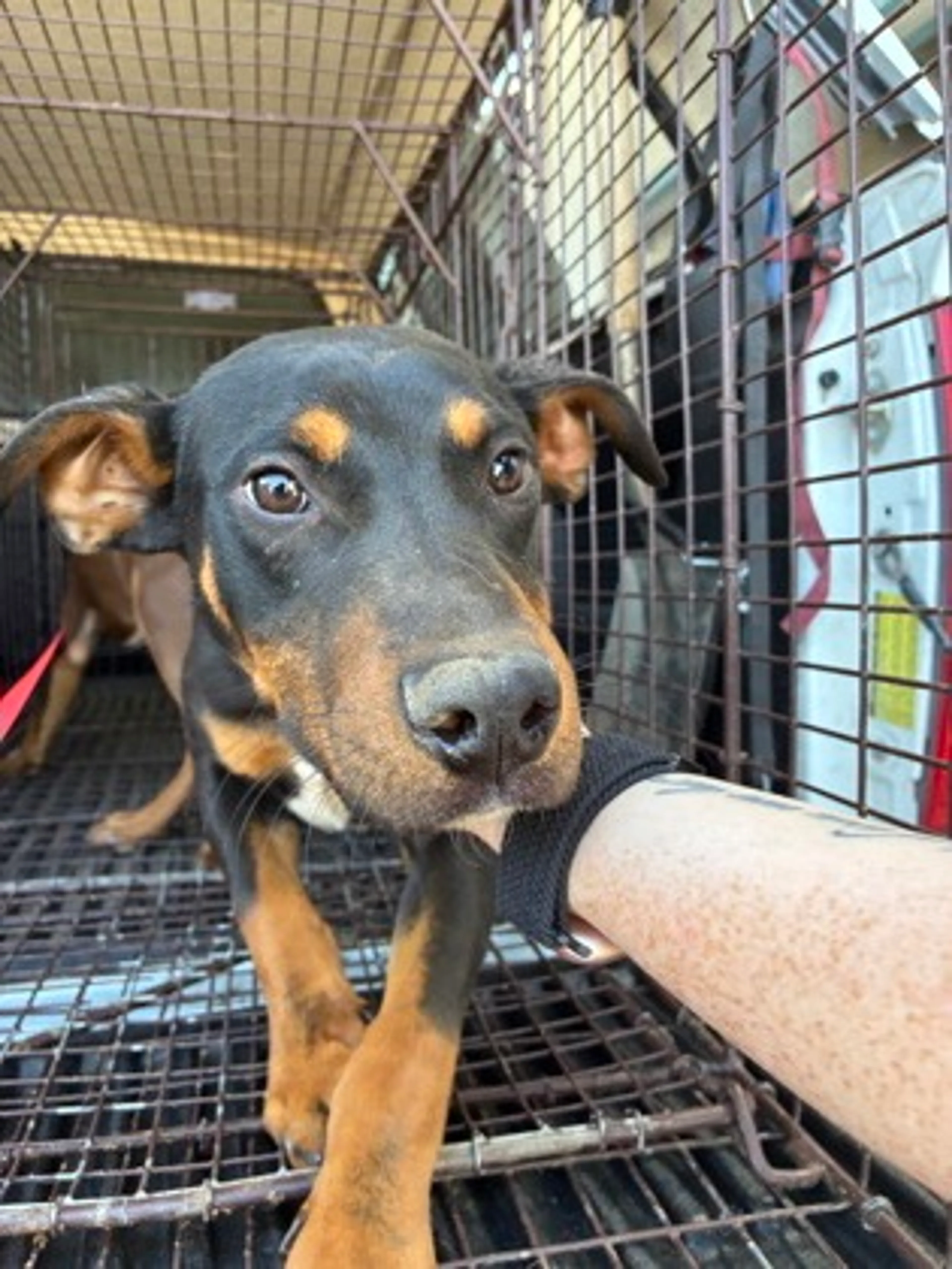 Found pet
