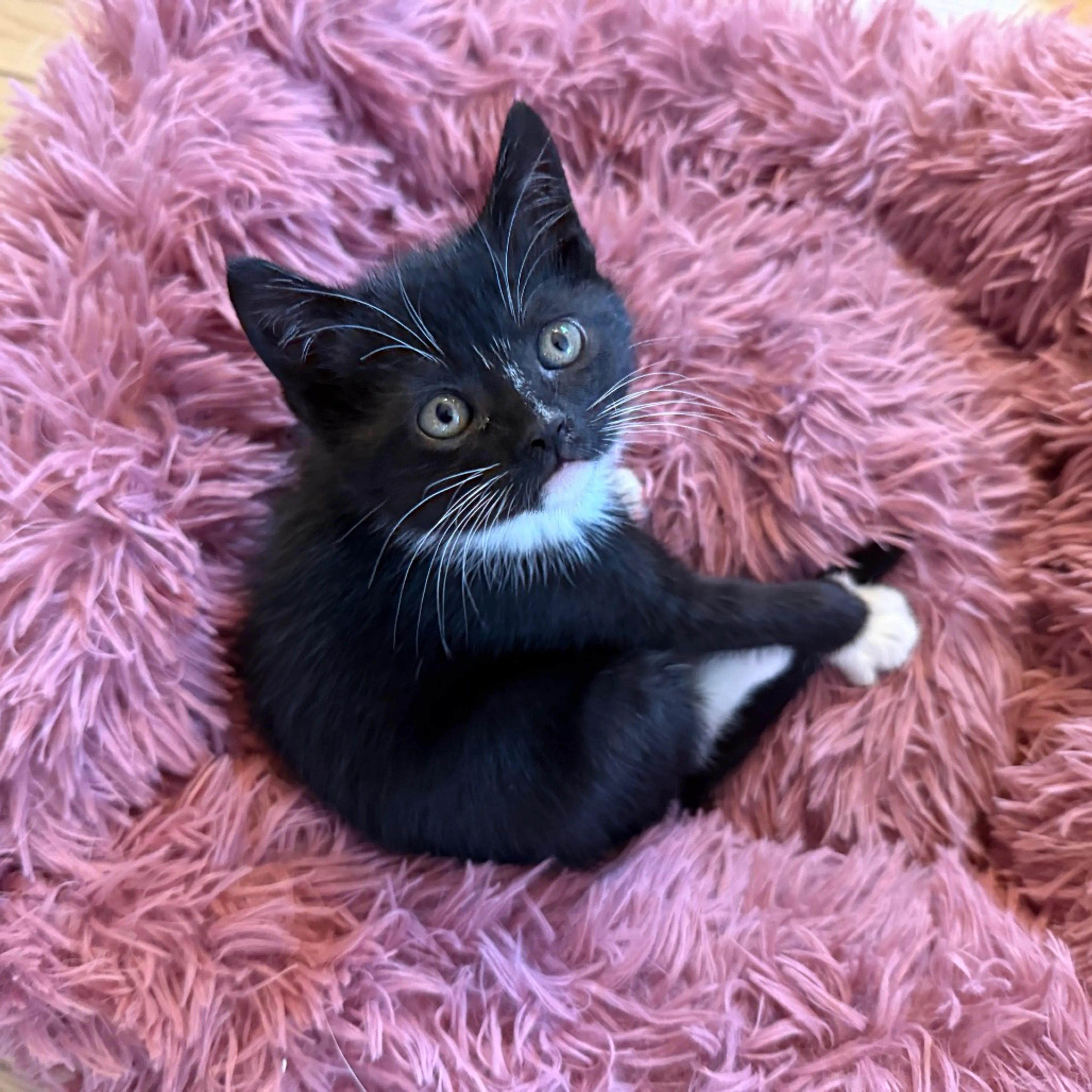 Found pet-2