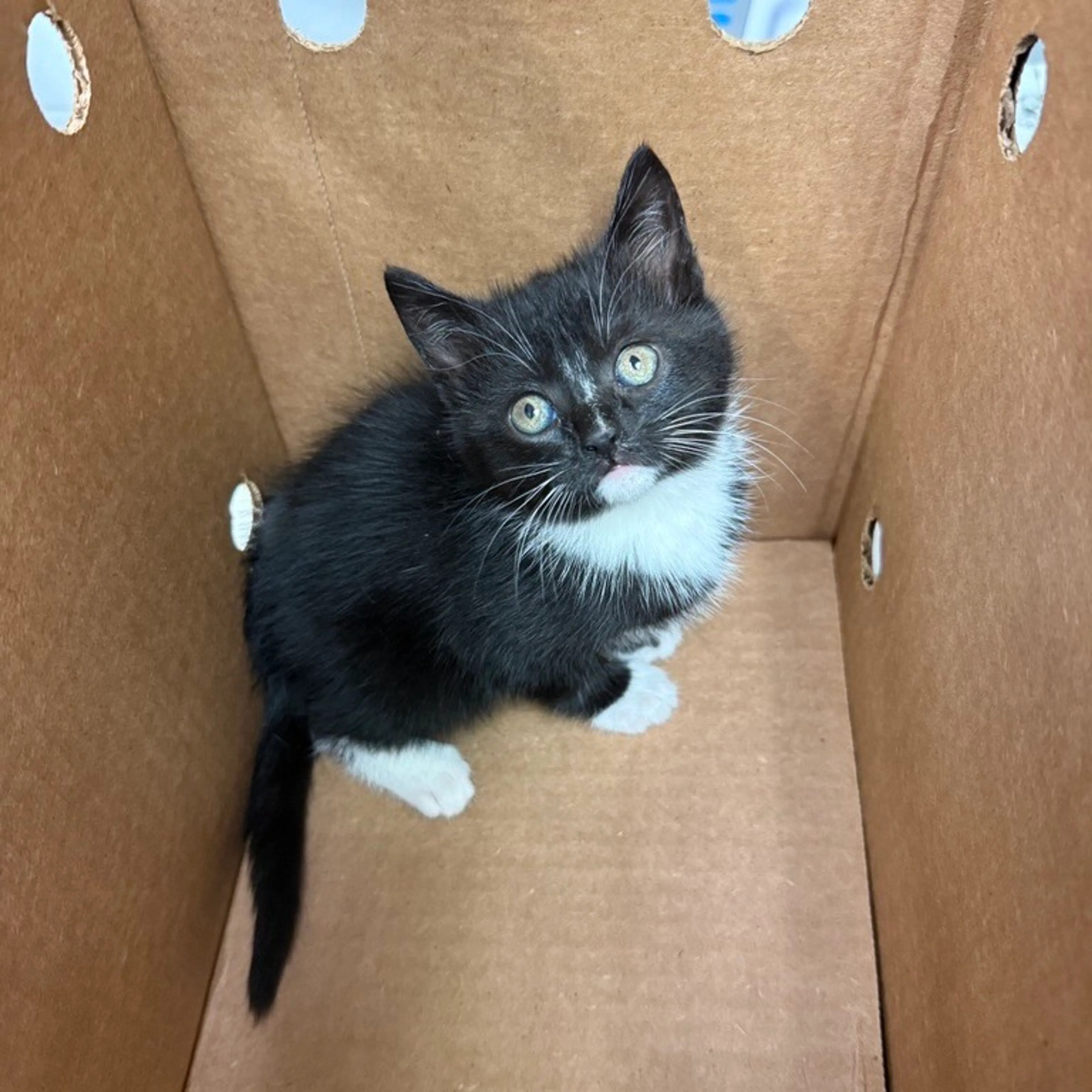 Found pet-1
