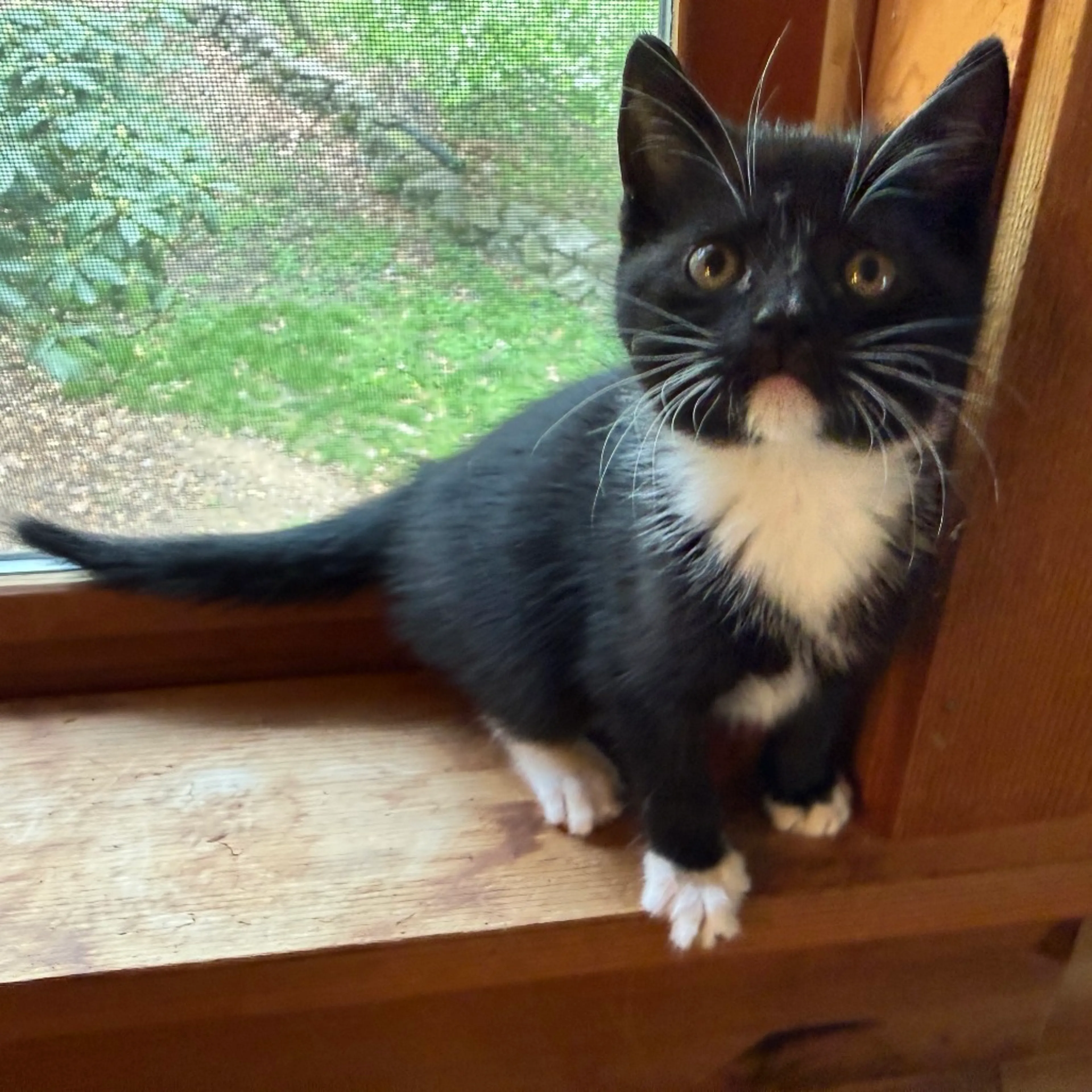 Found pet-3