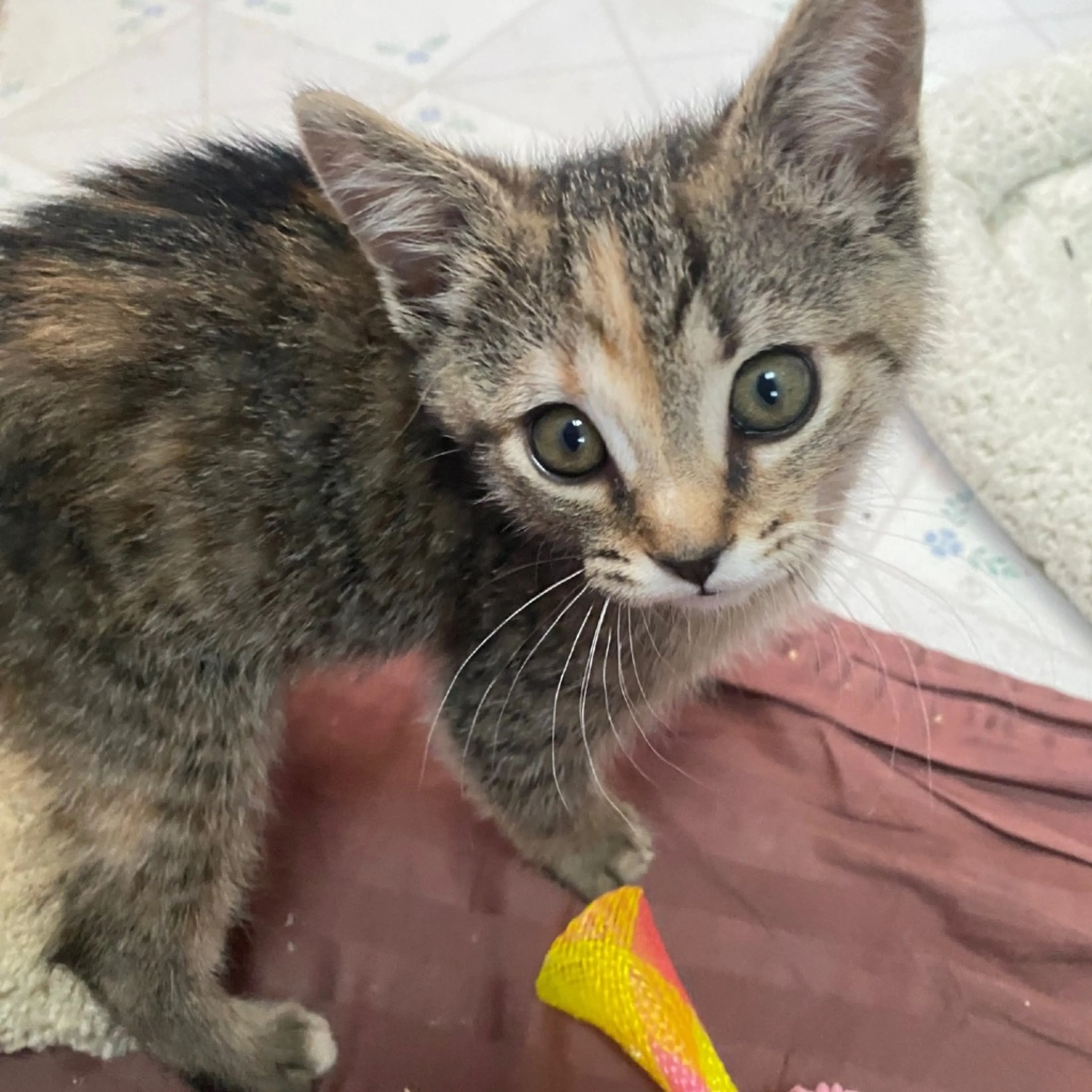 Found pet-1