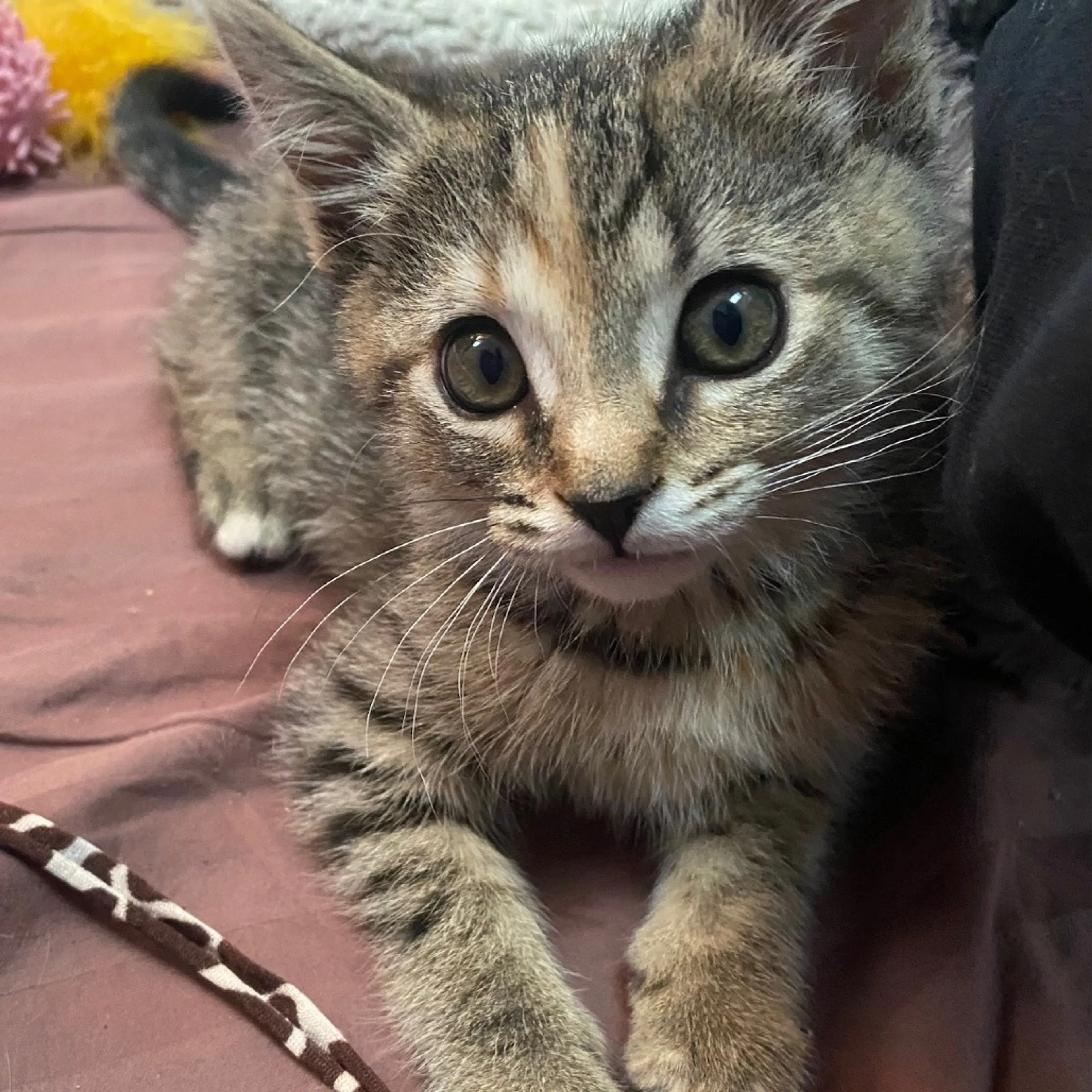 Found pet-2