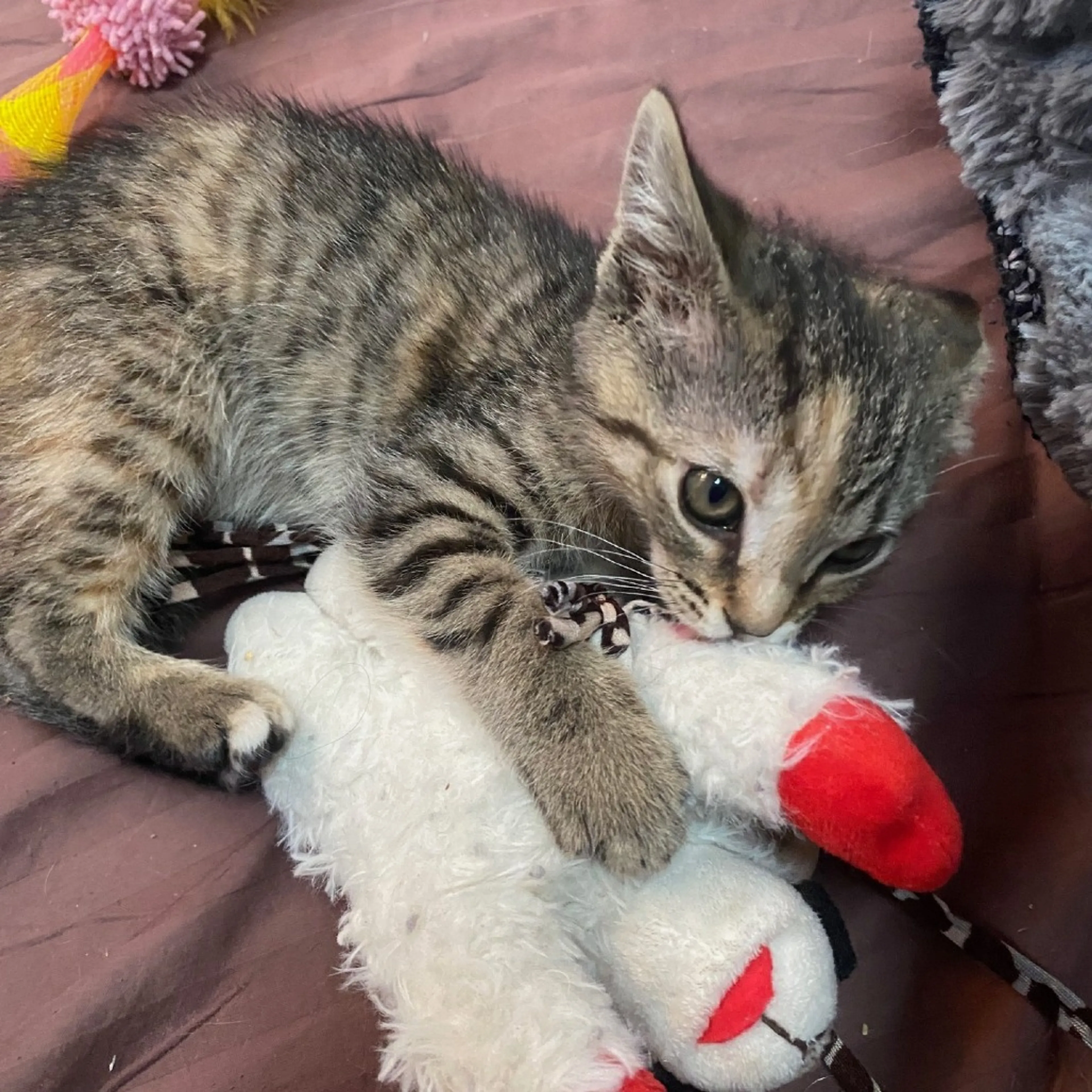 Found pet-3