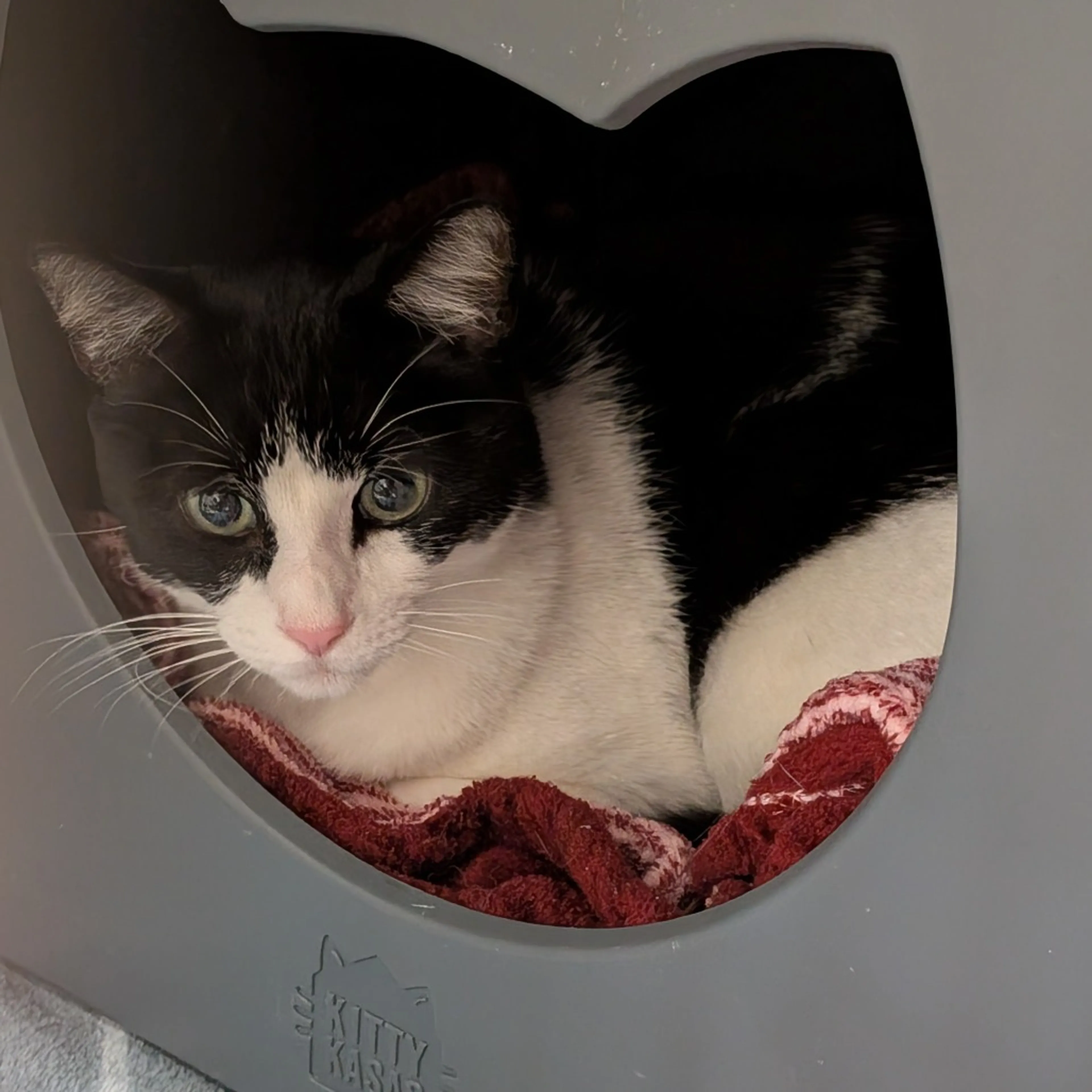 Found pet