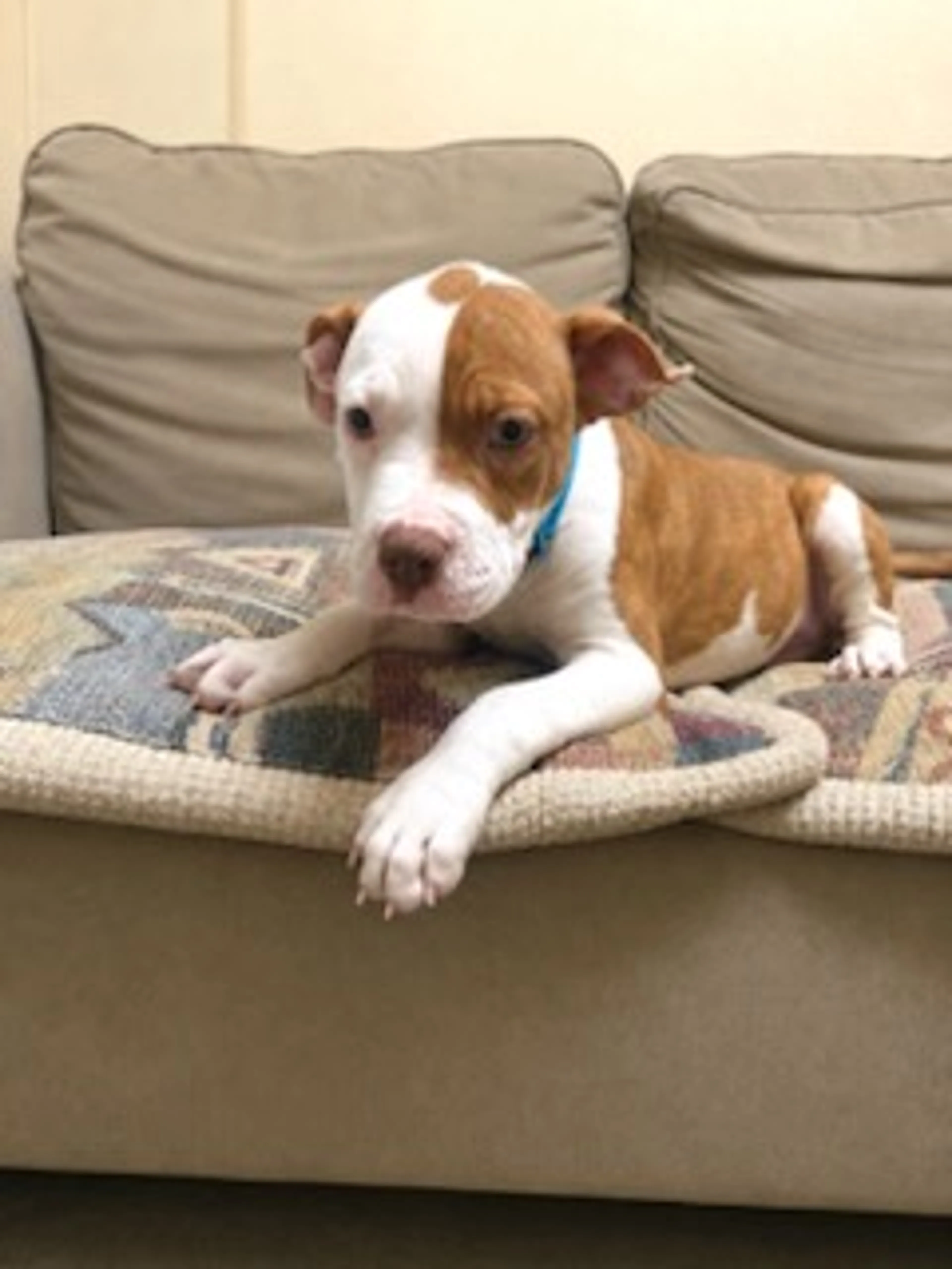 Found pet