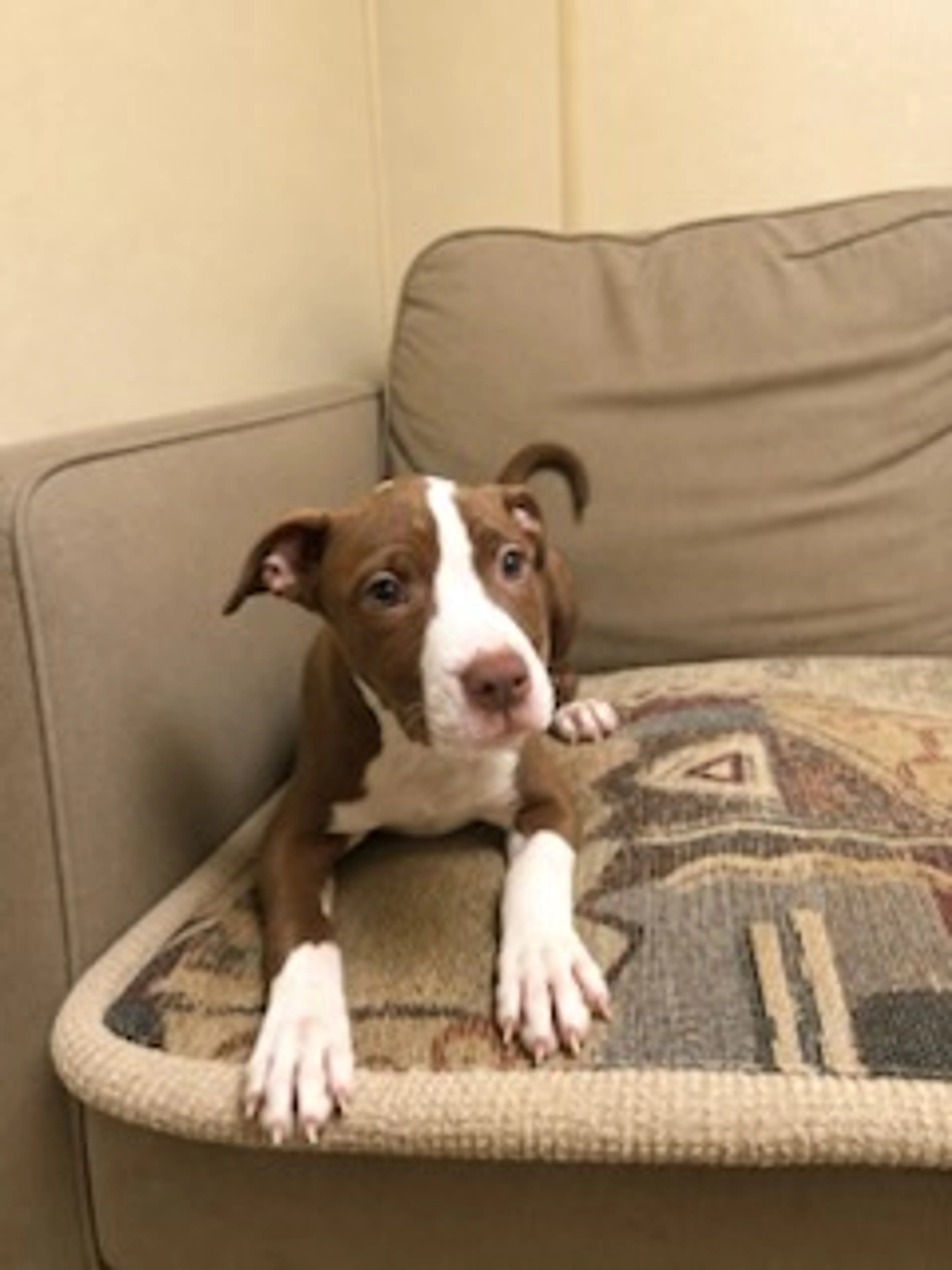 Found pet