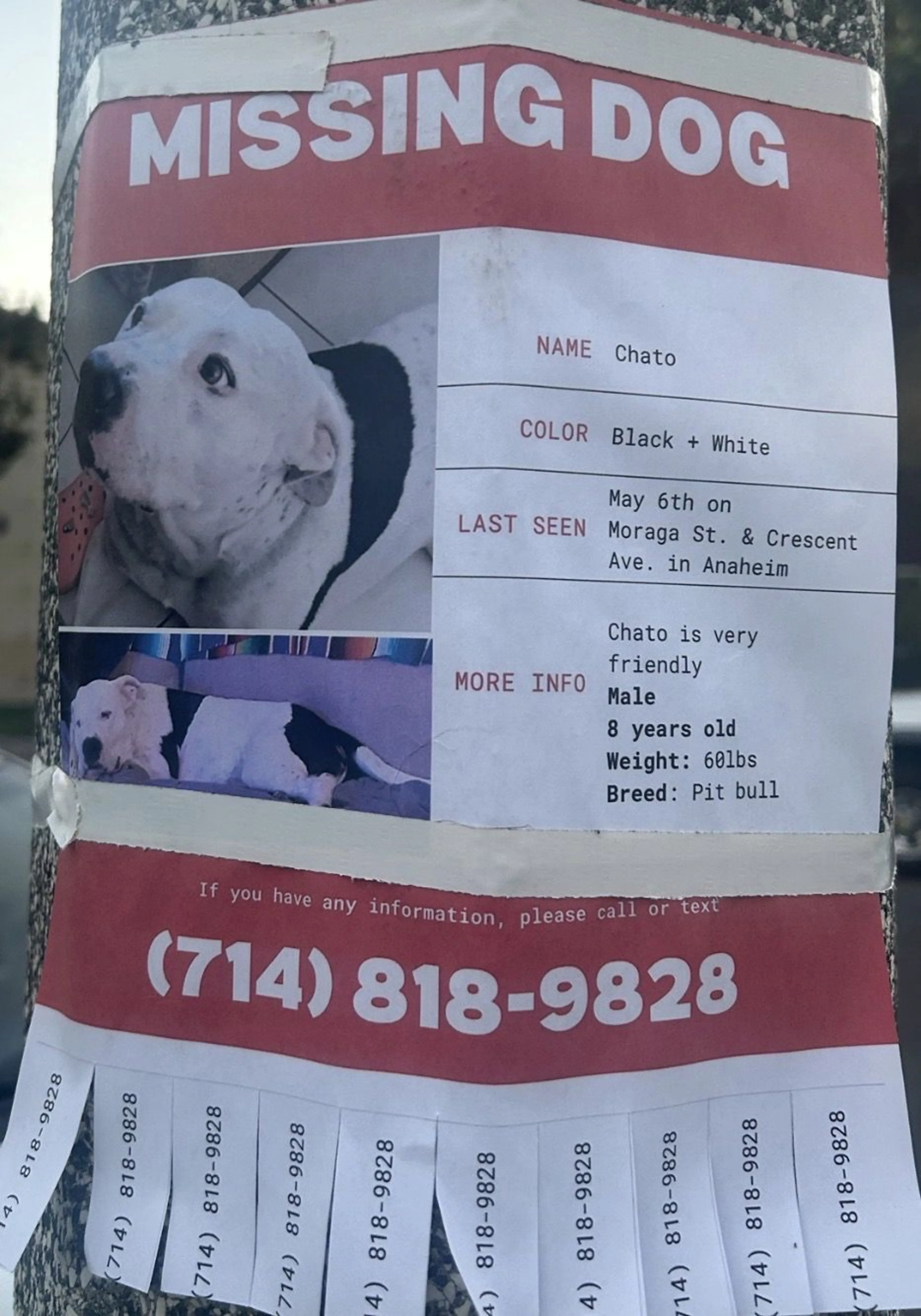 Lost pet