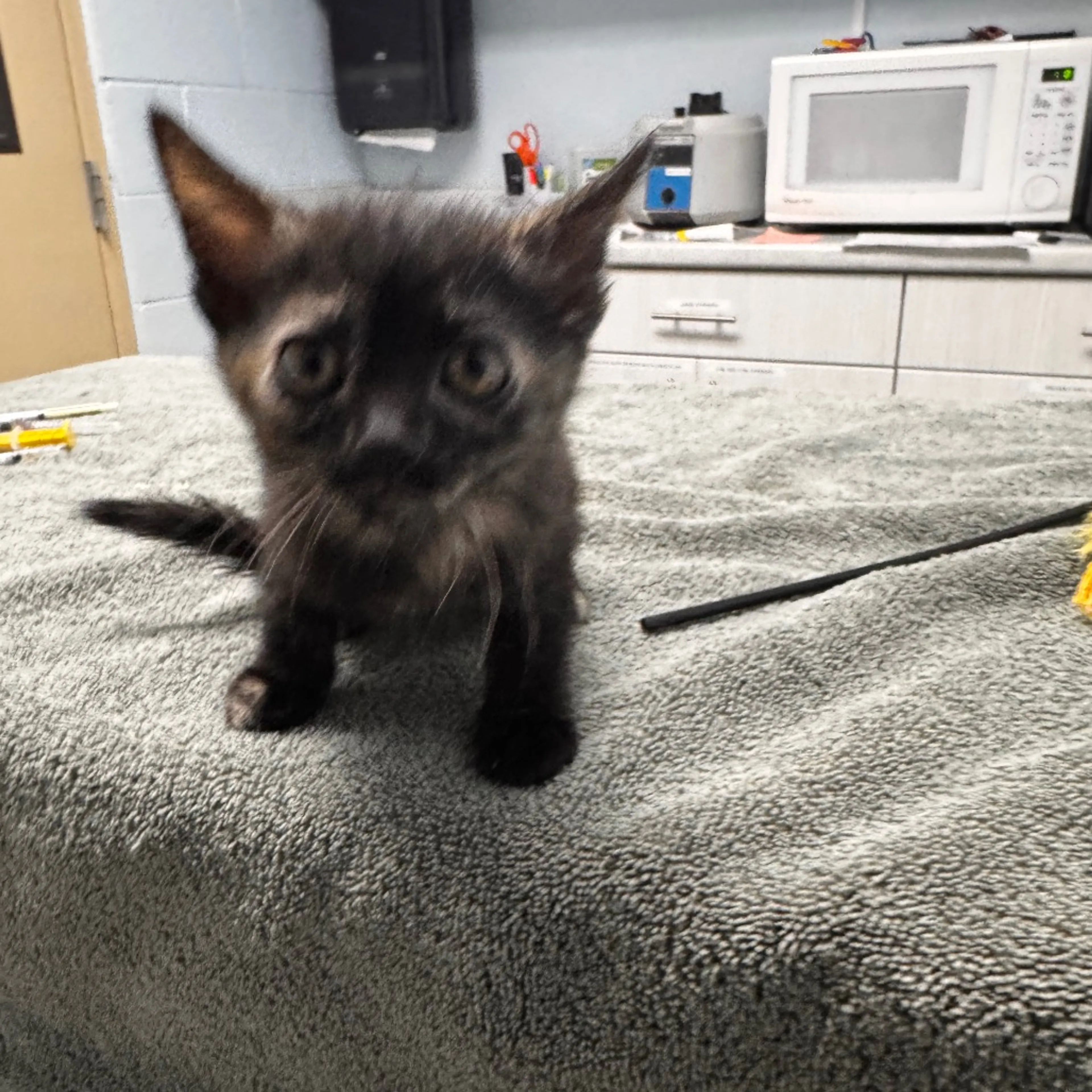 Found pet