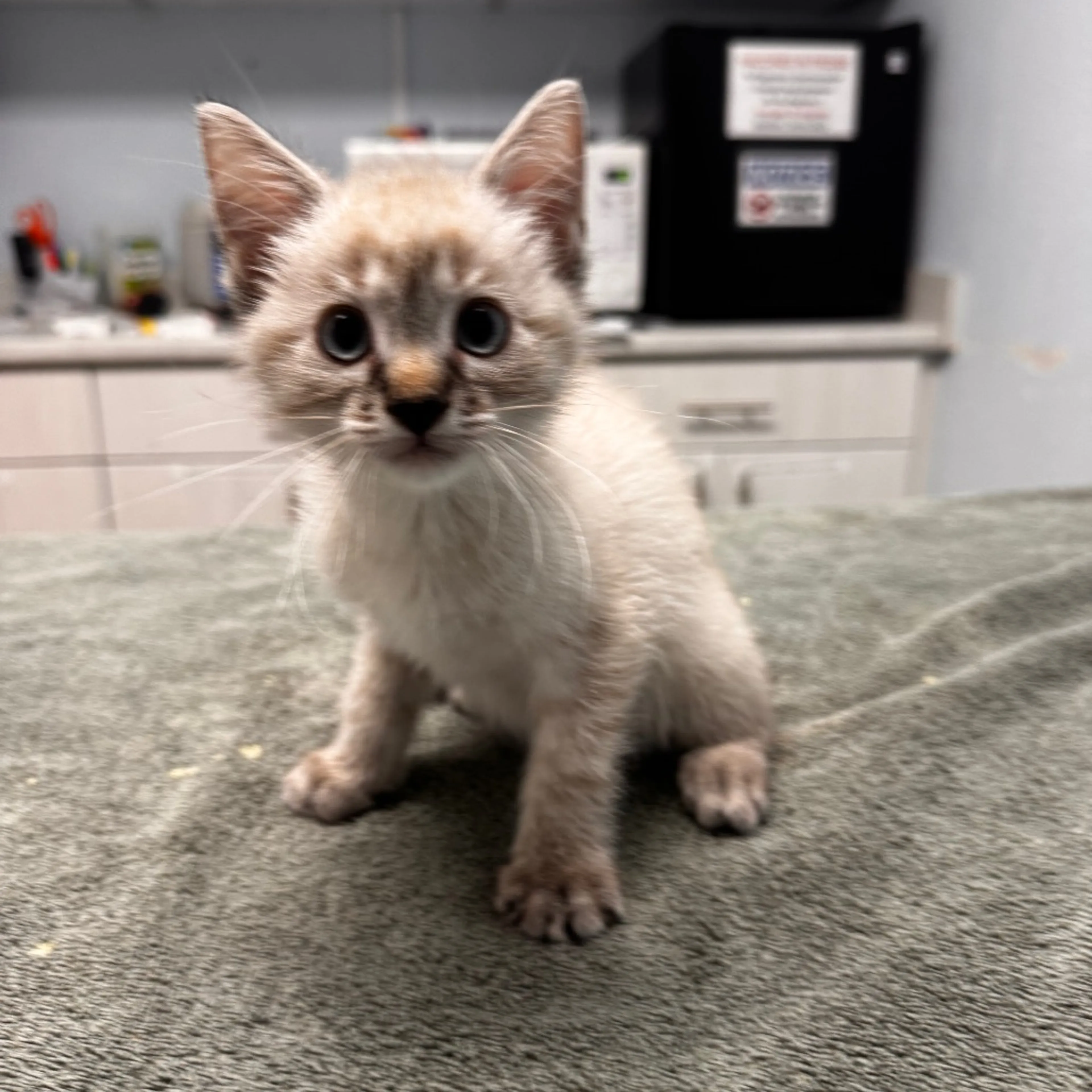 Found pet