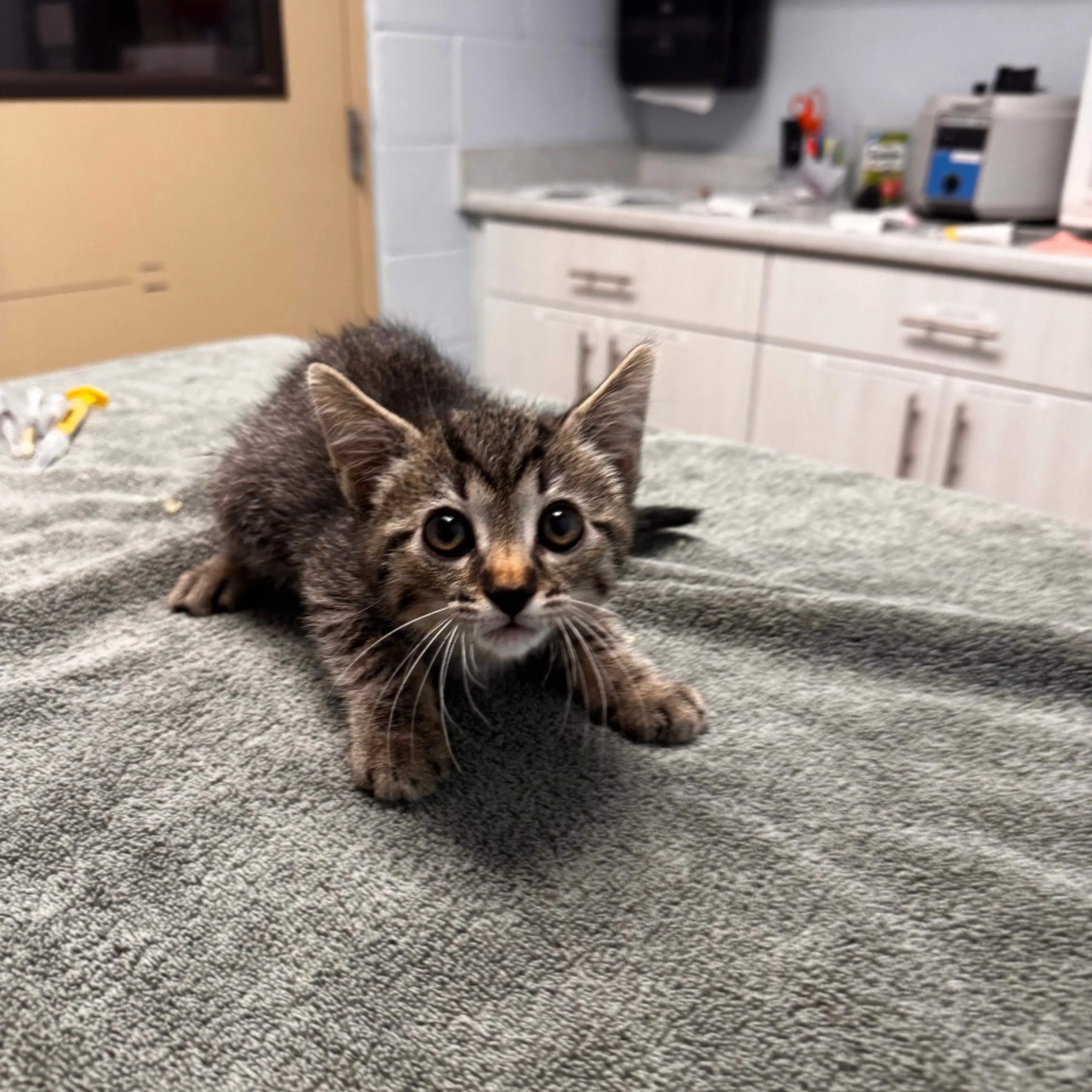Found pet