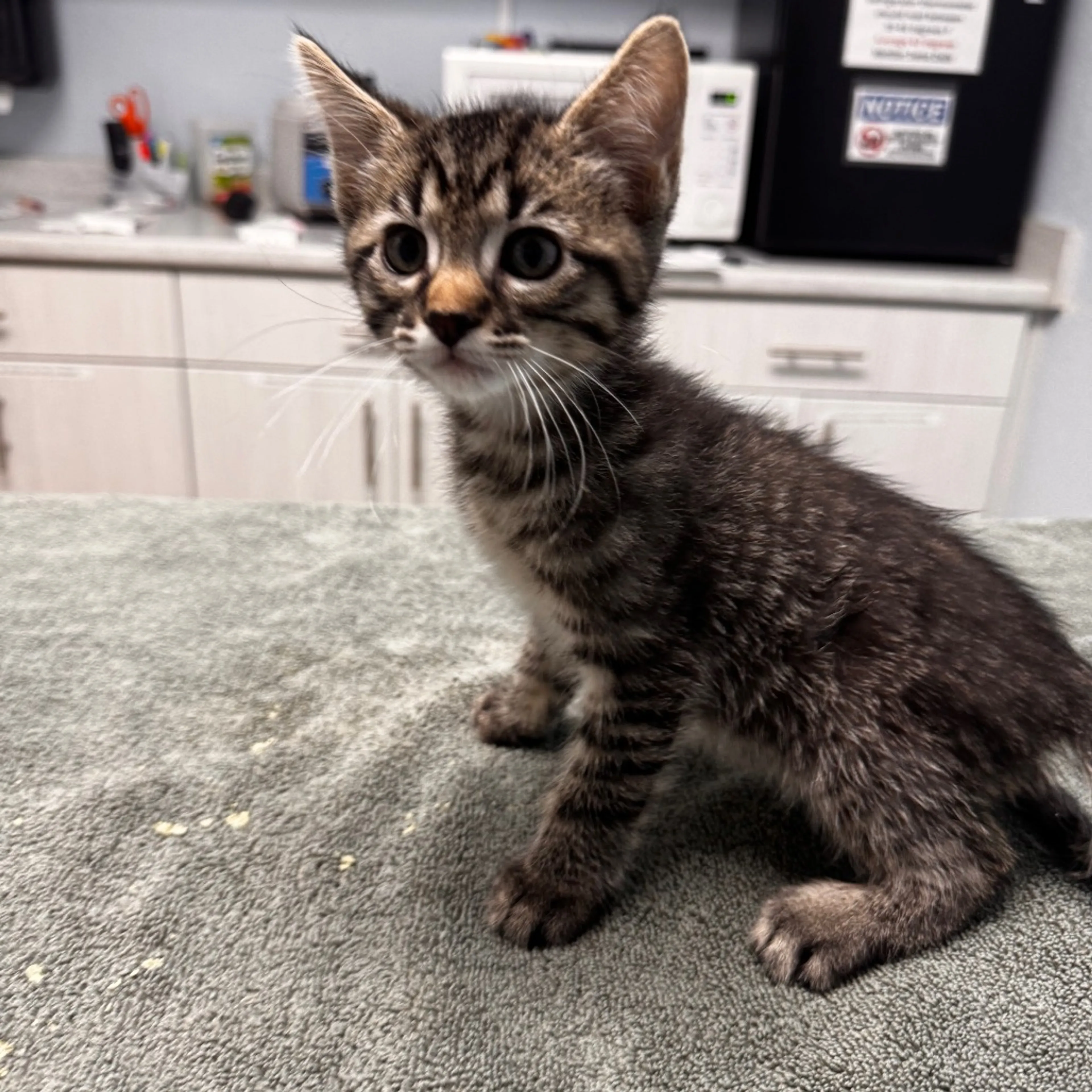 Found pet
