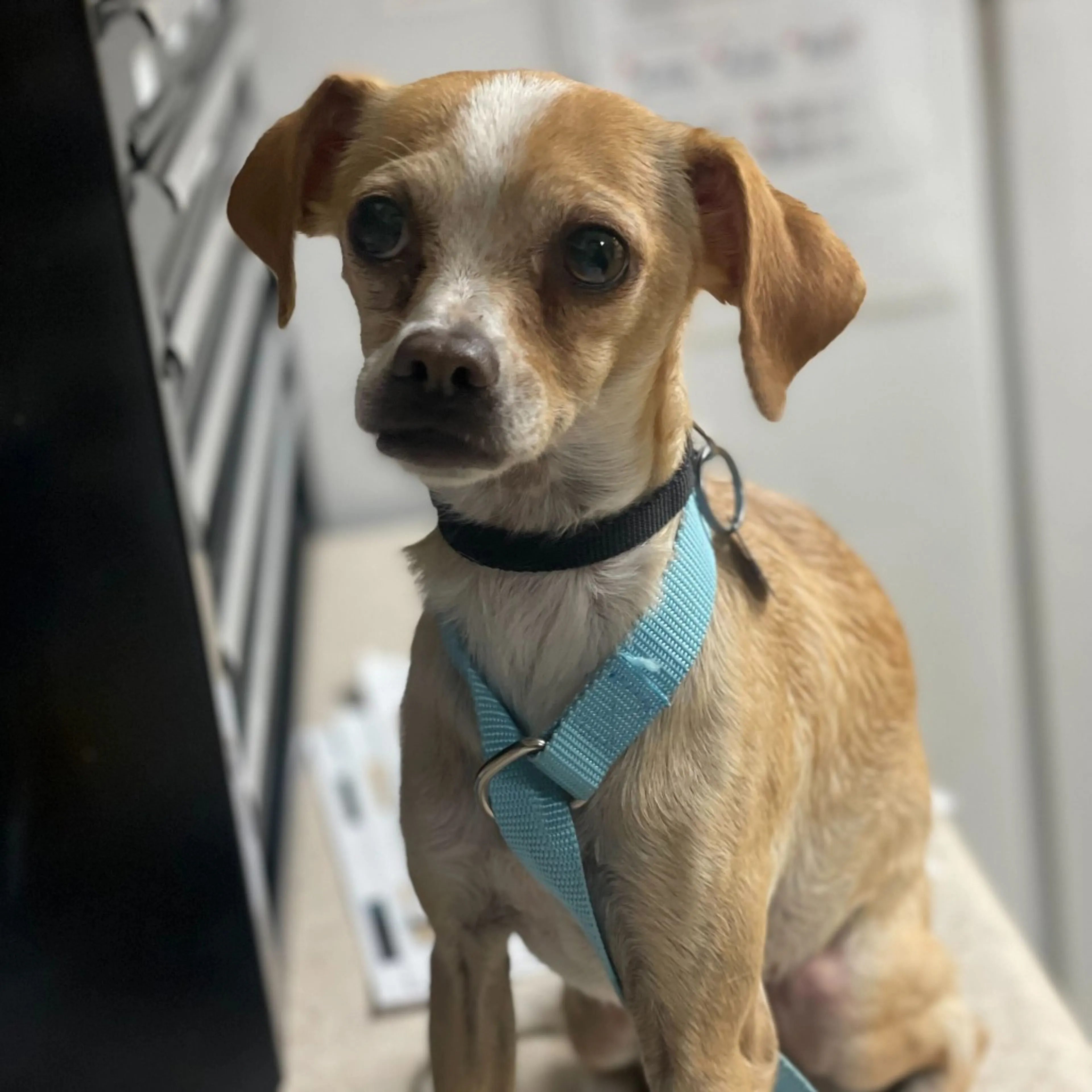 Found pet