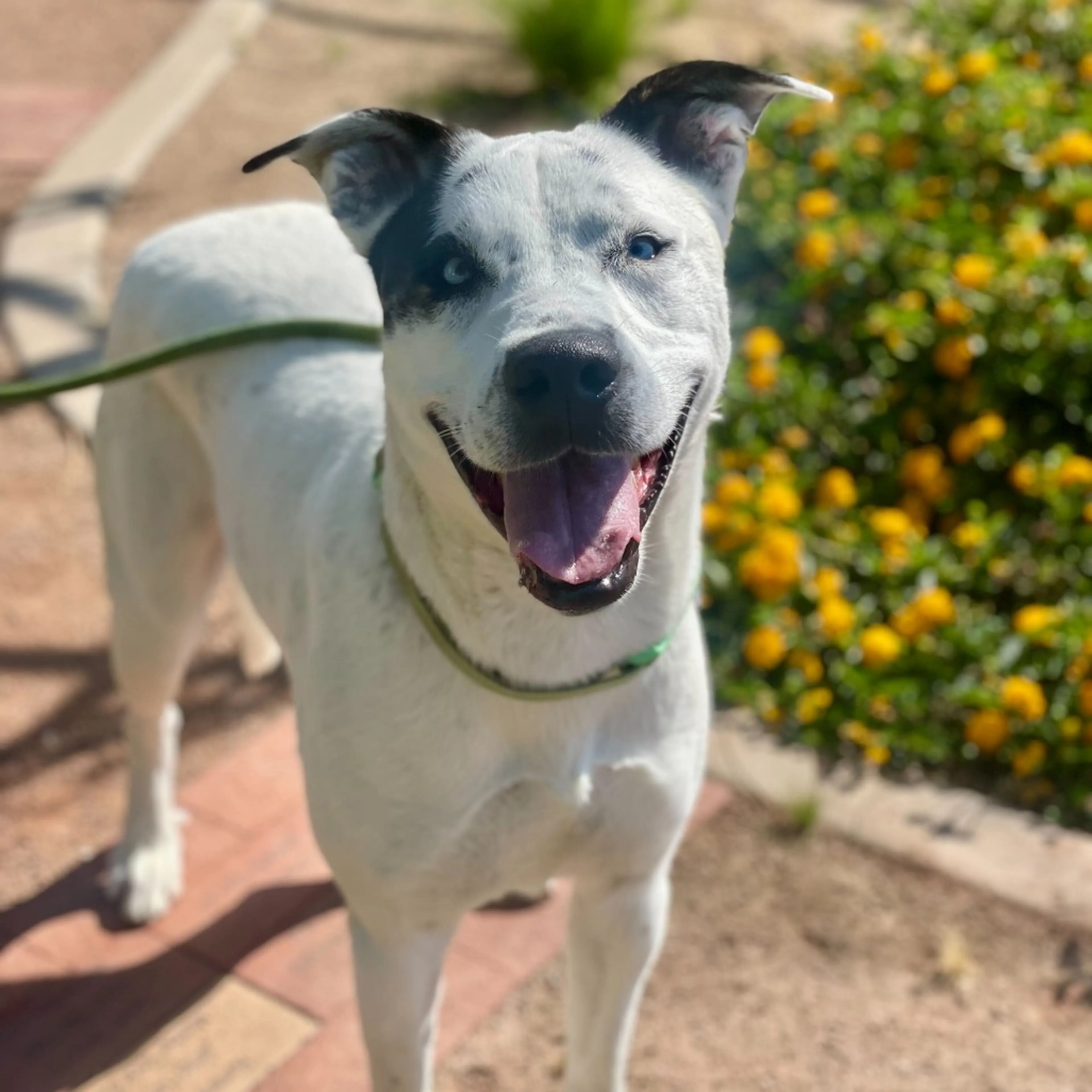 Found pet-1