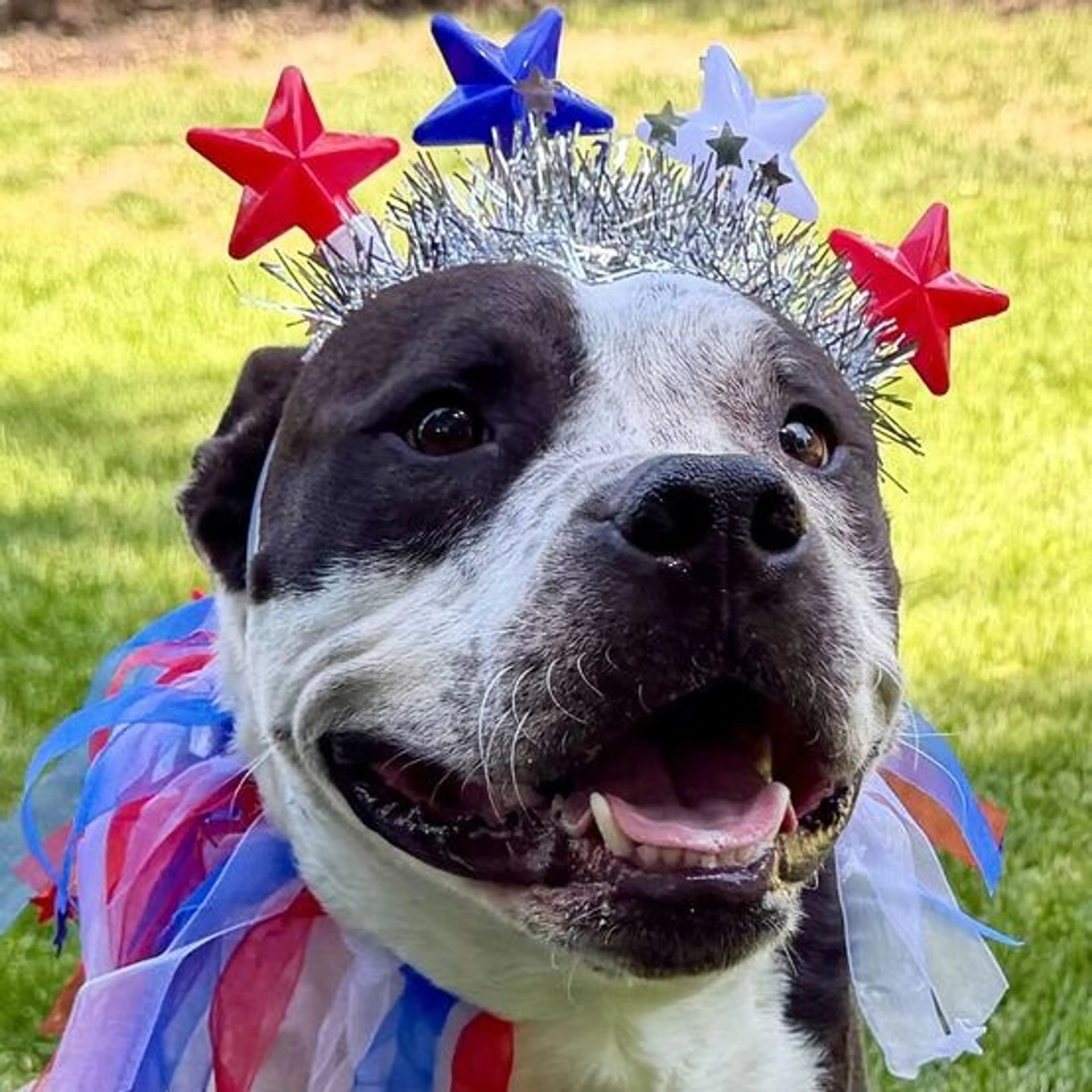 cdn image