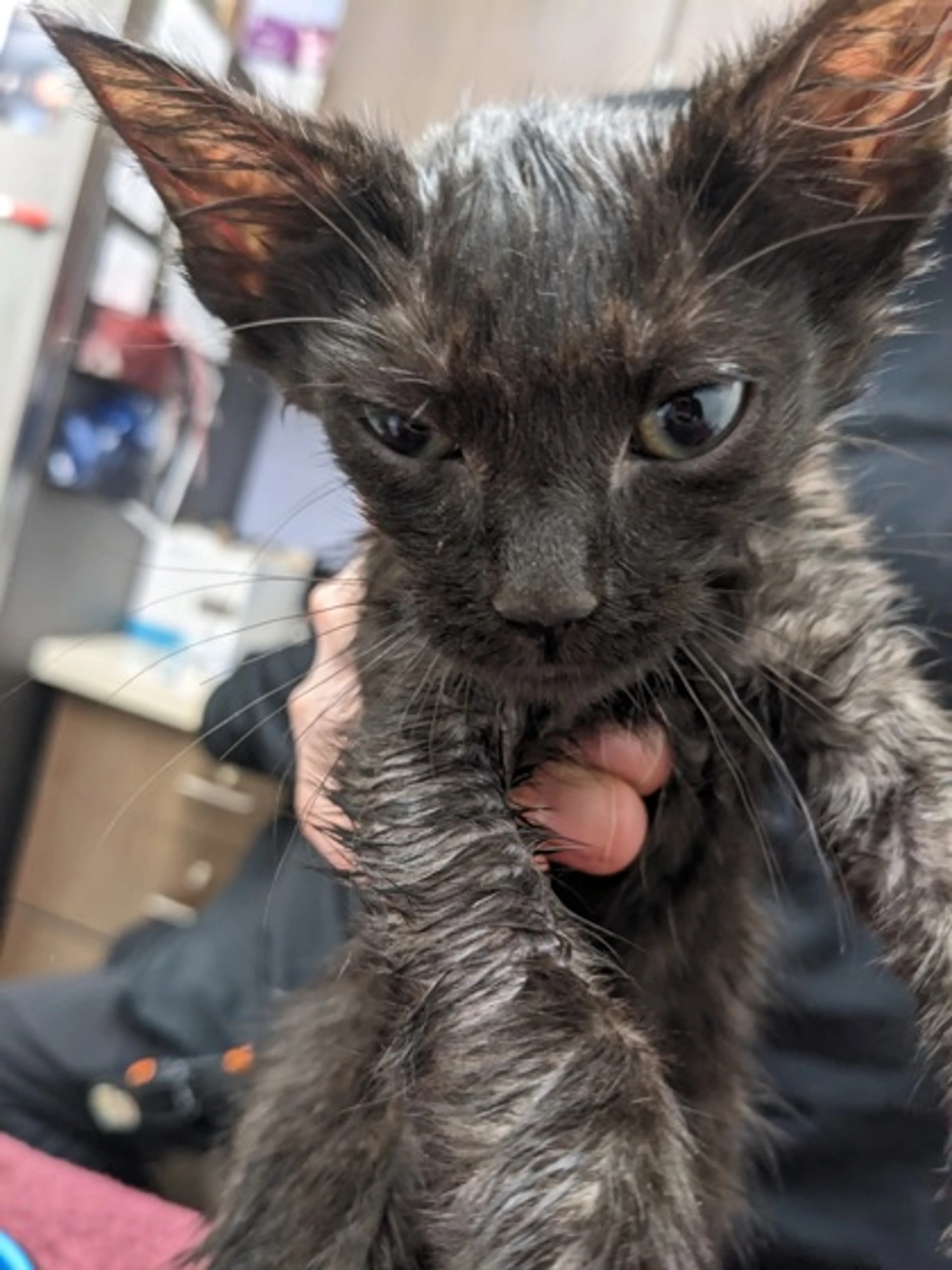 Found pet
