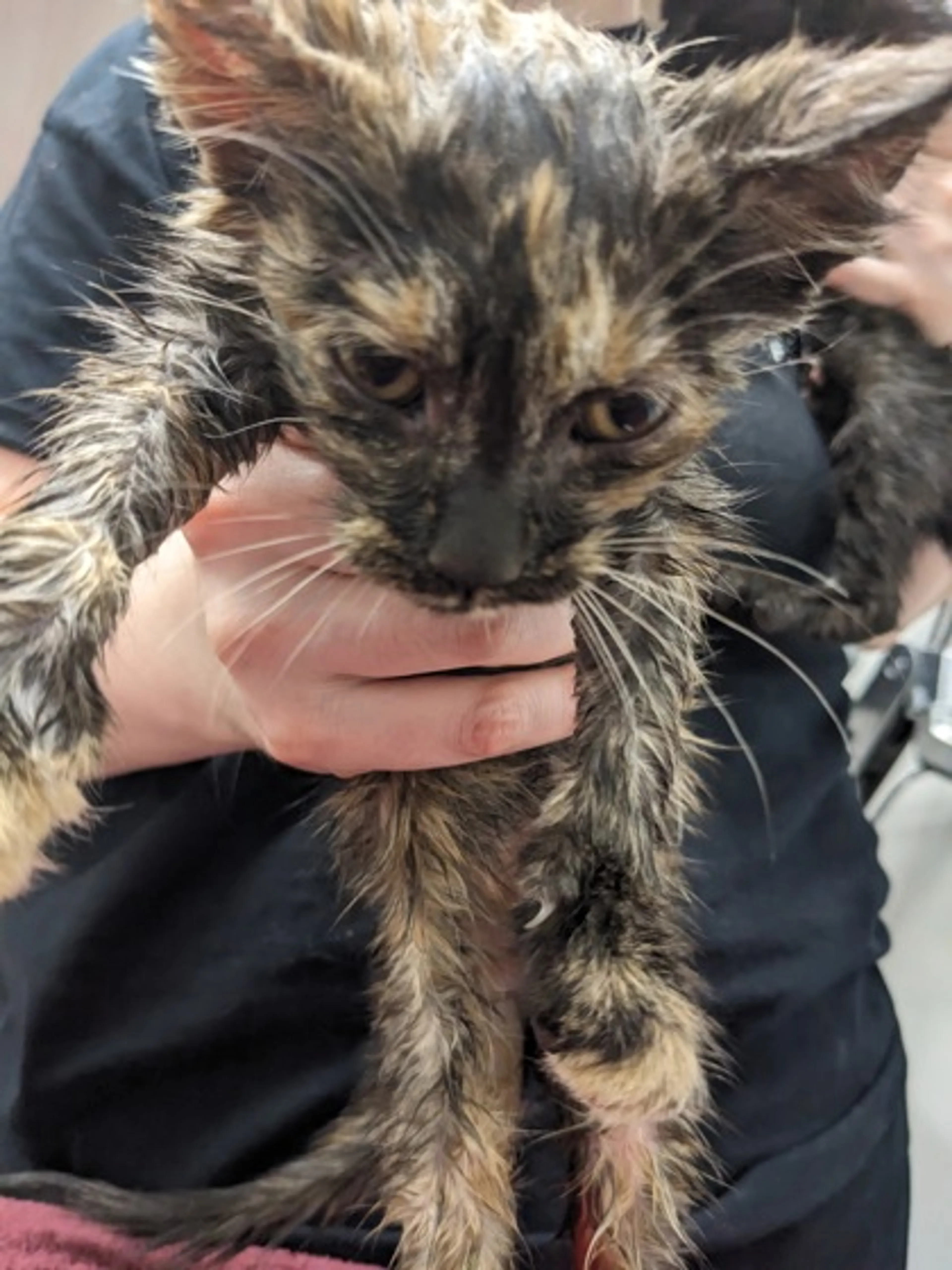 Found pet