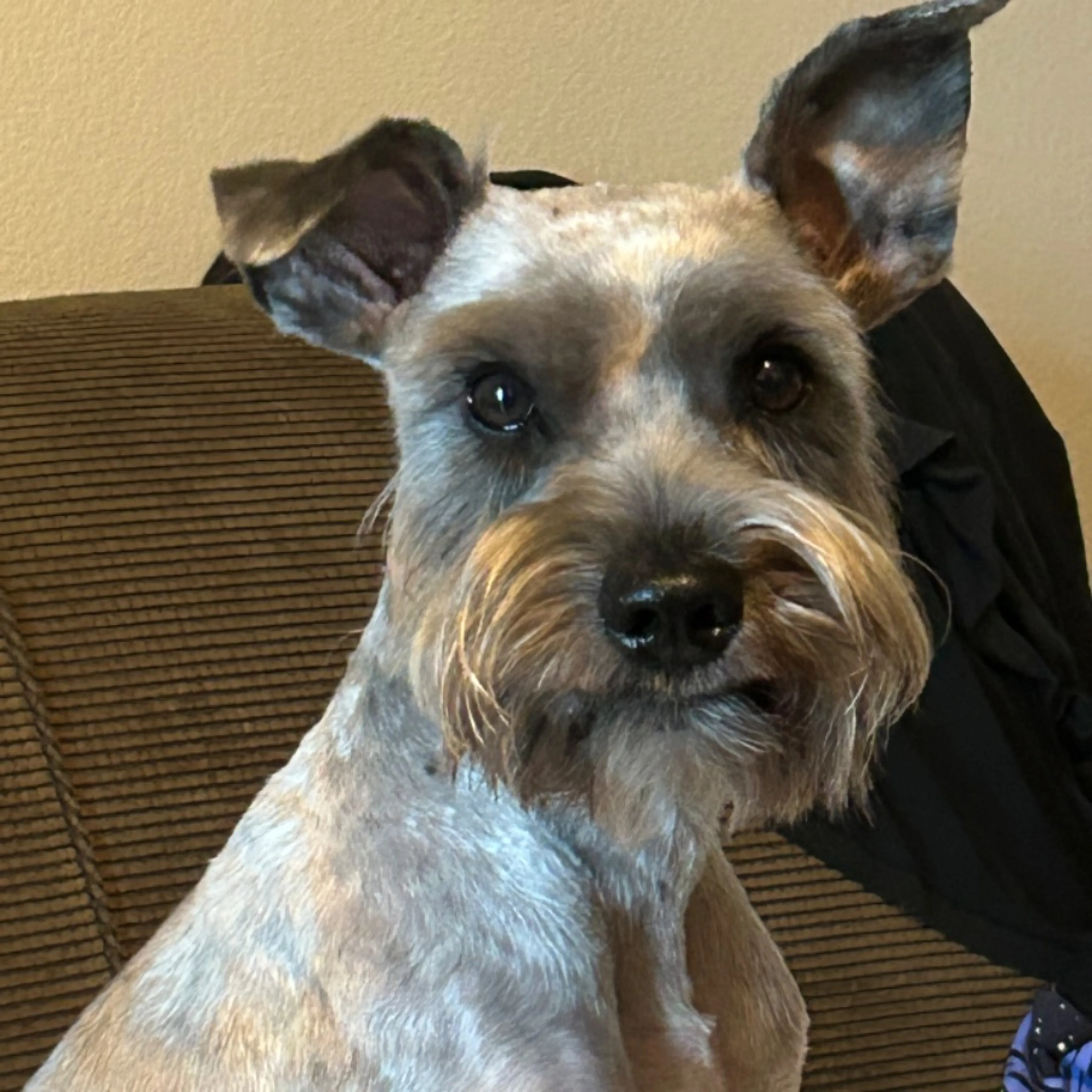 Lost pet-0