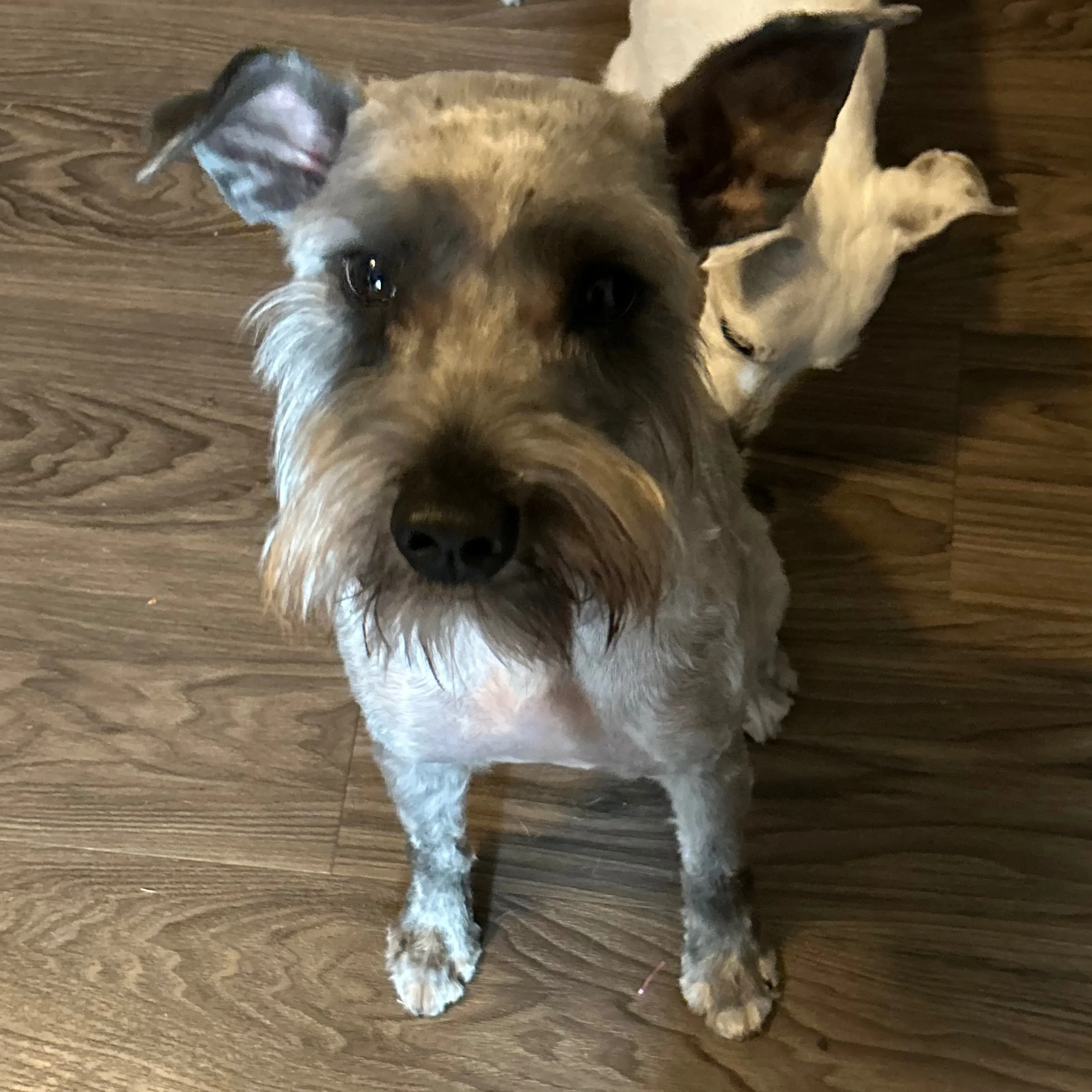 Lost pet-1
