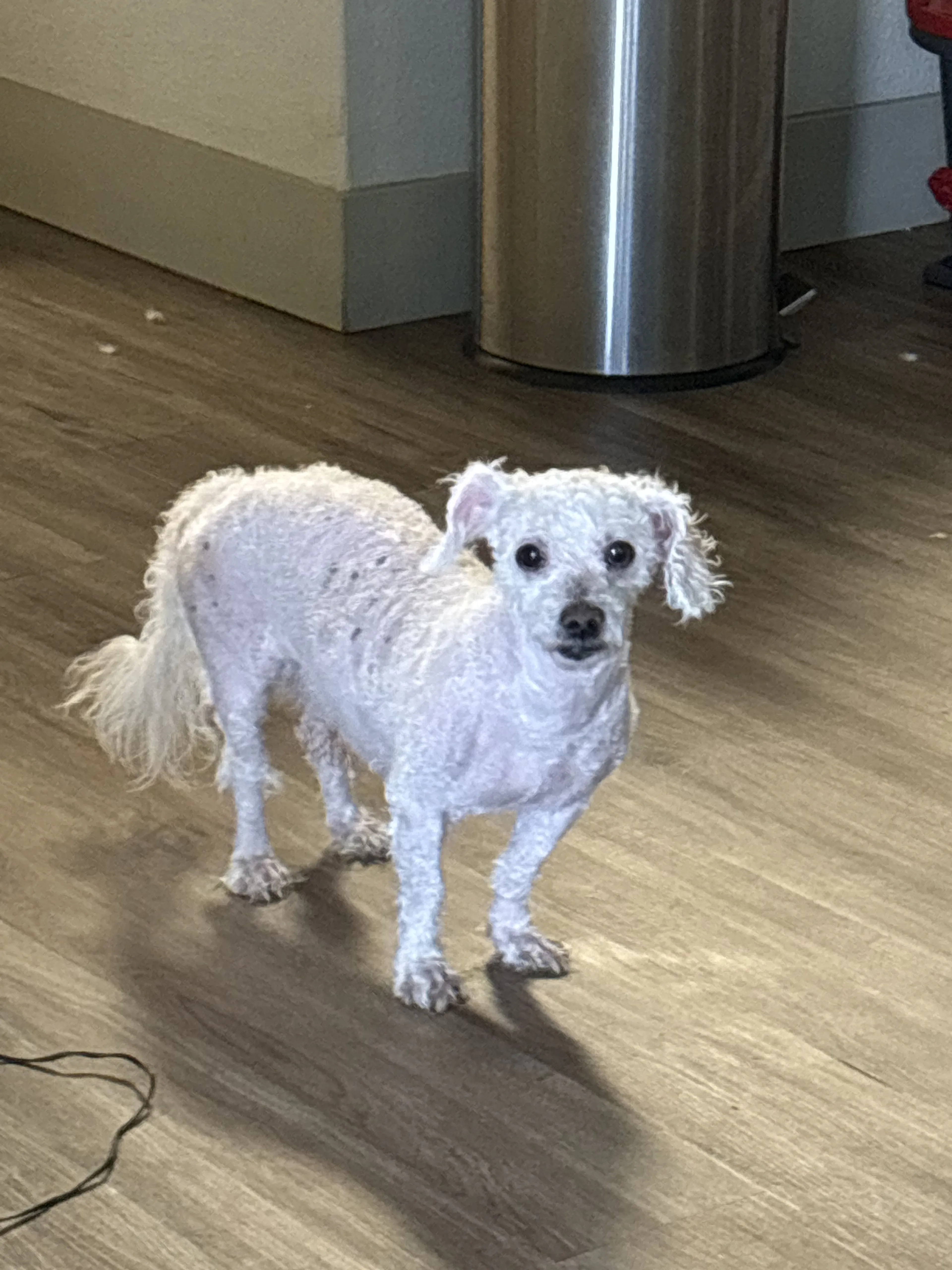 Lost pet