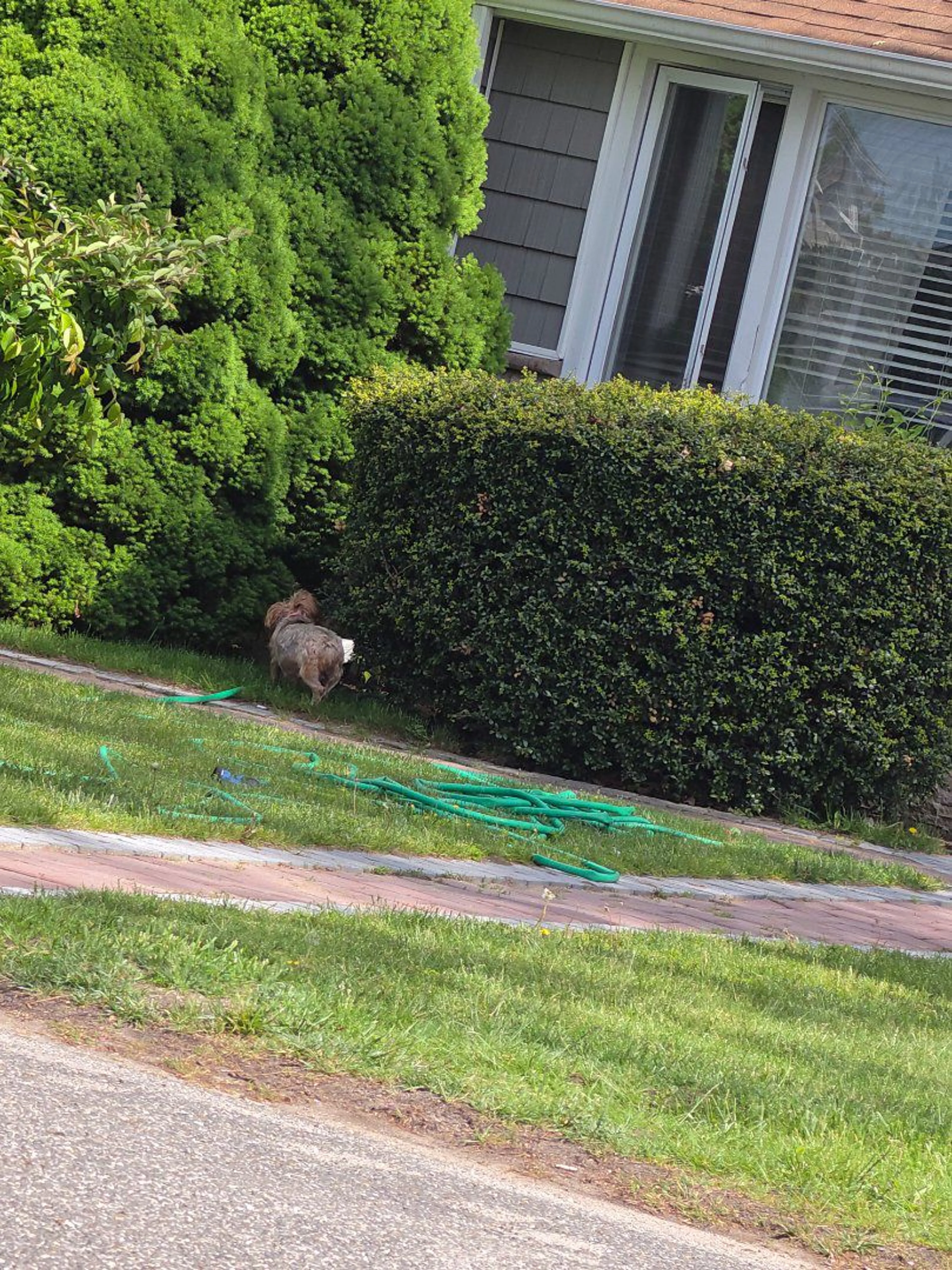 Lost pet-0