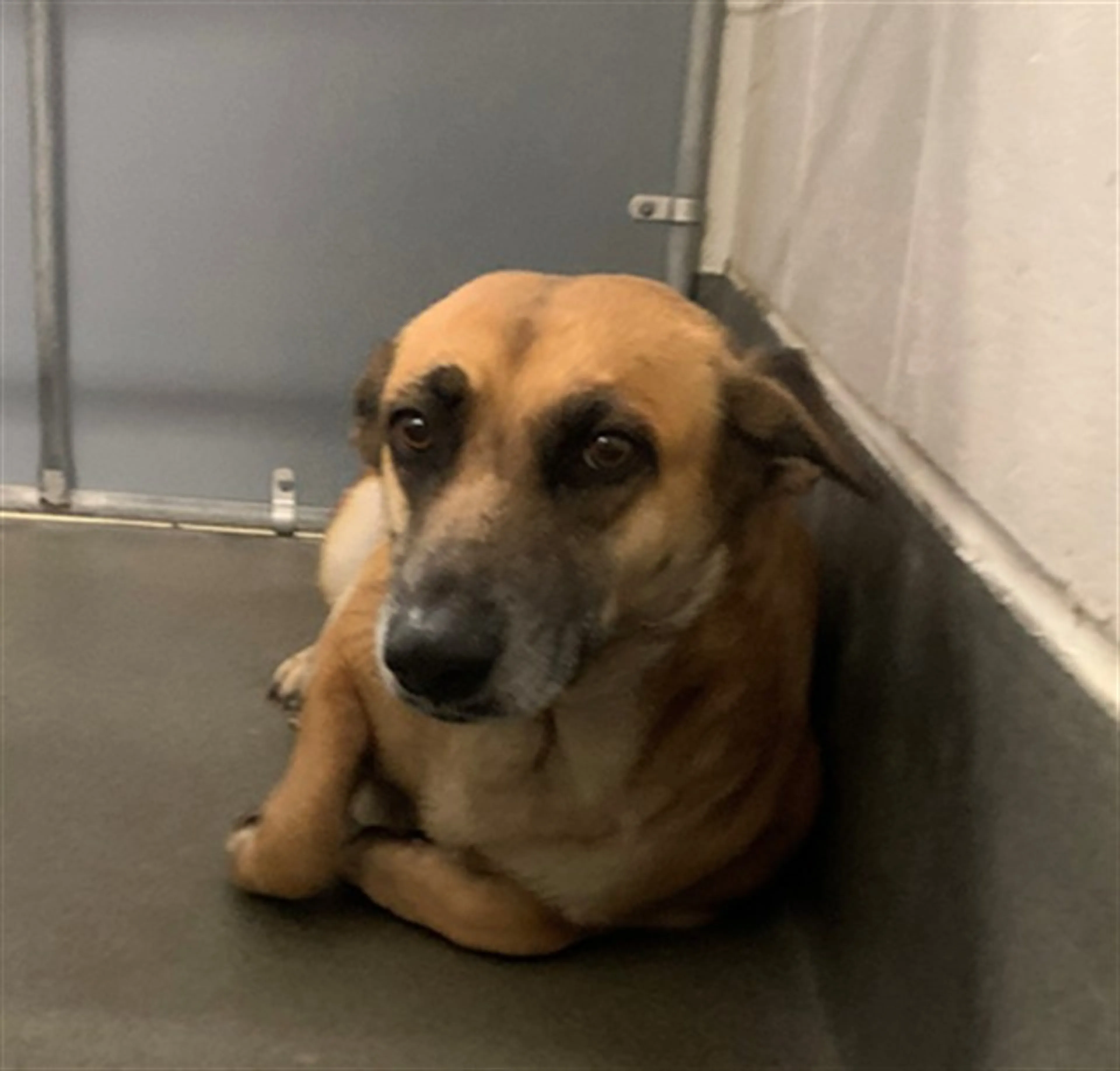 Found pet
