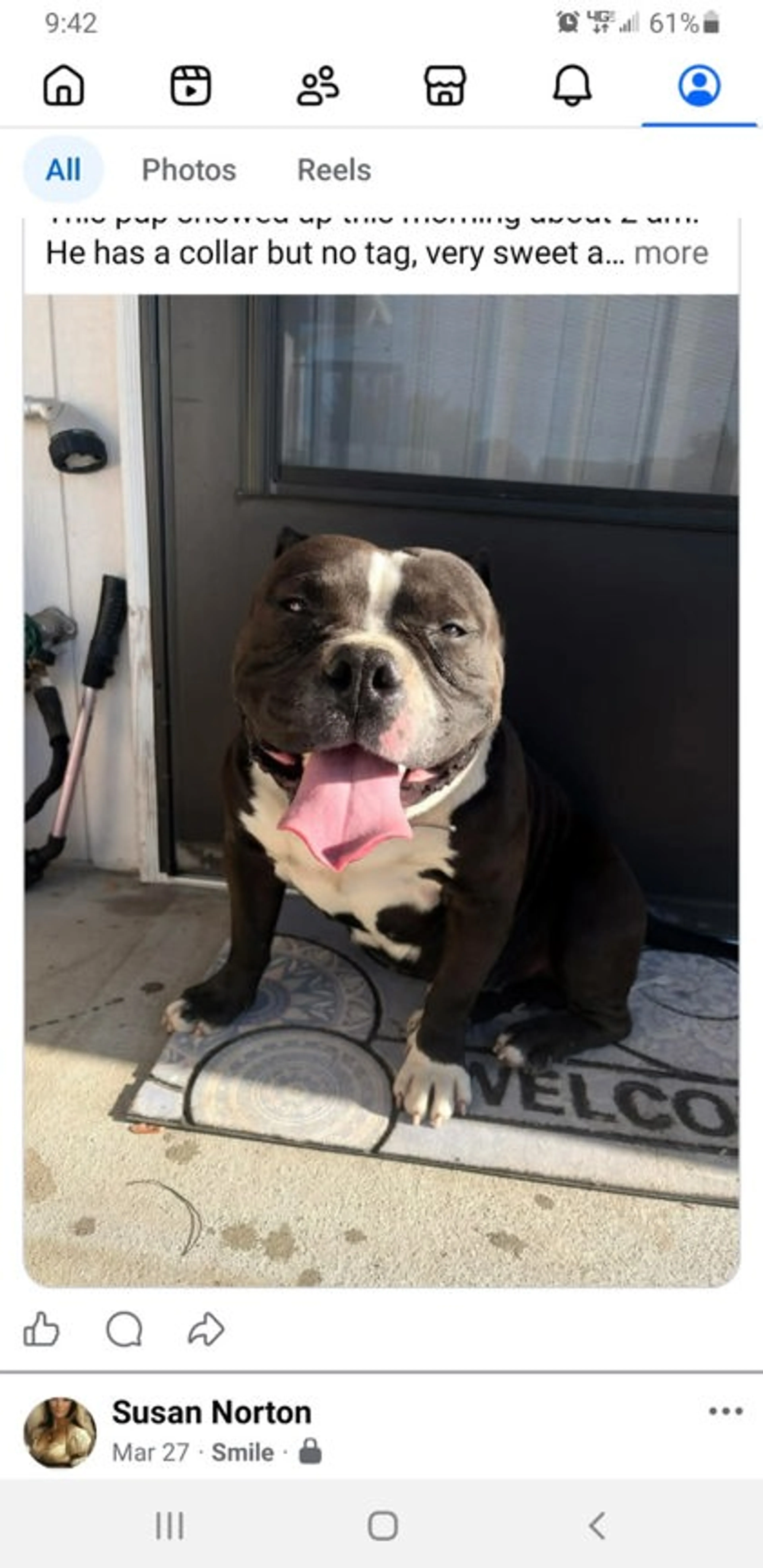 Found pet