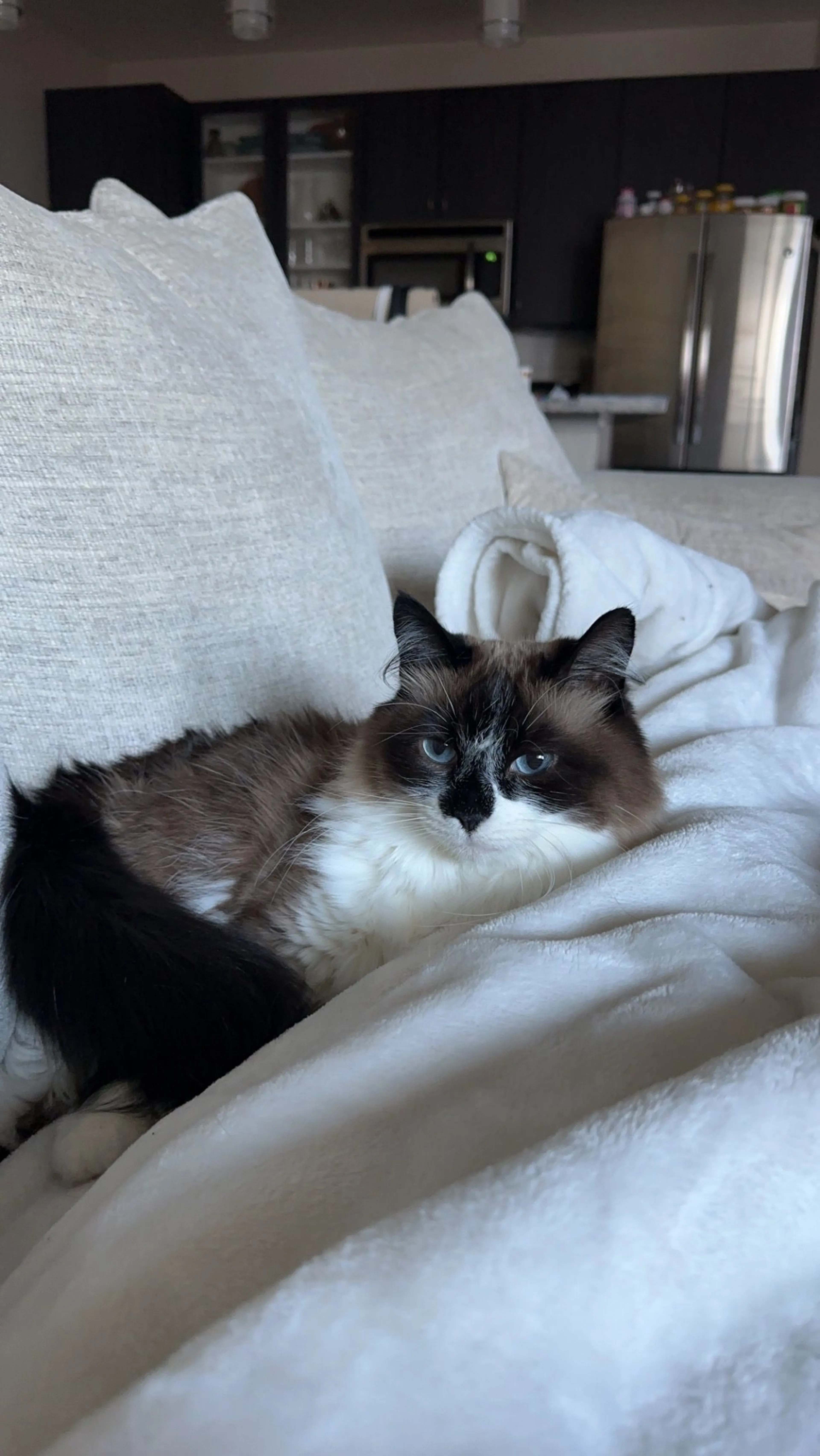 Lost pet-0