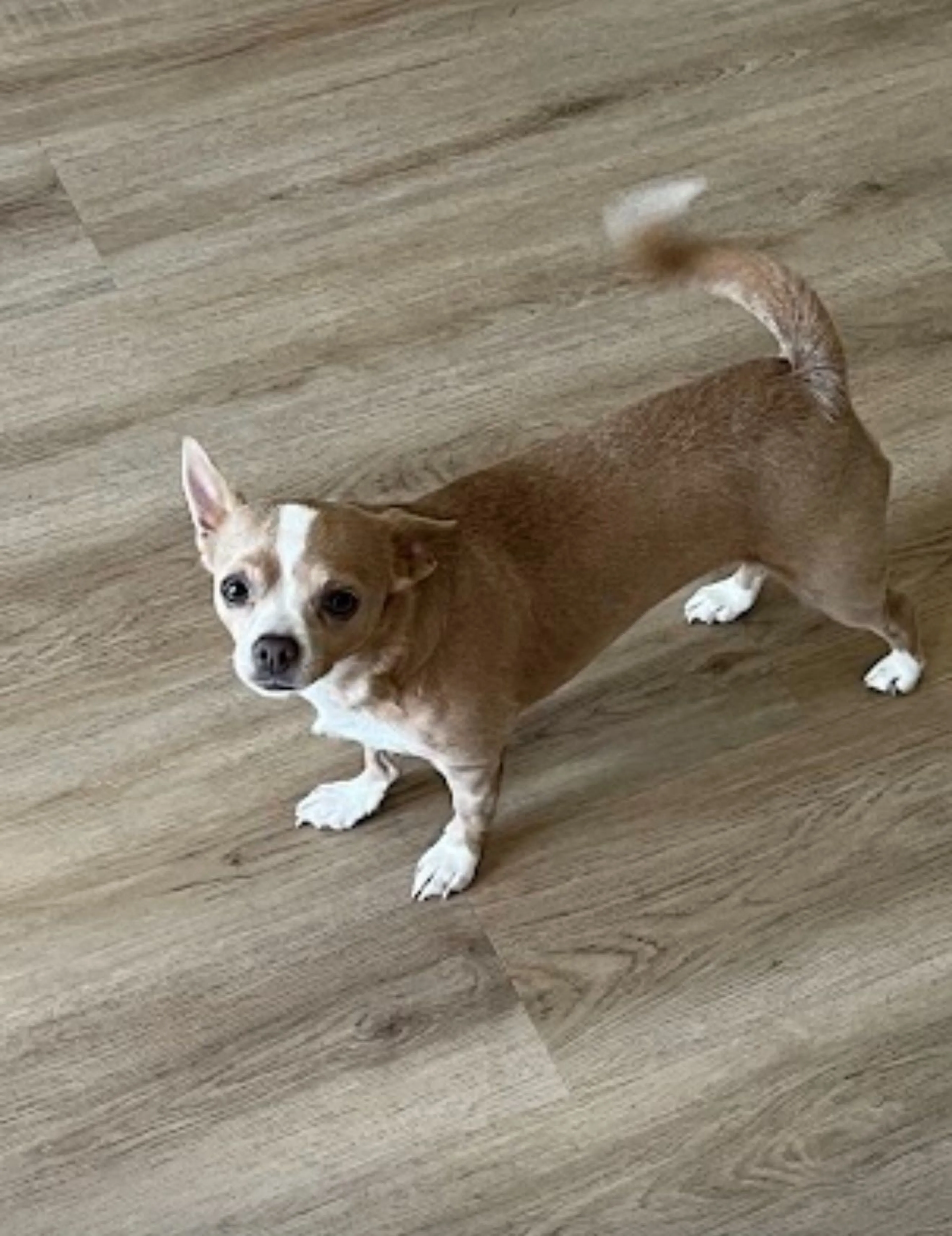 Lost pet-0