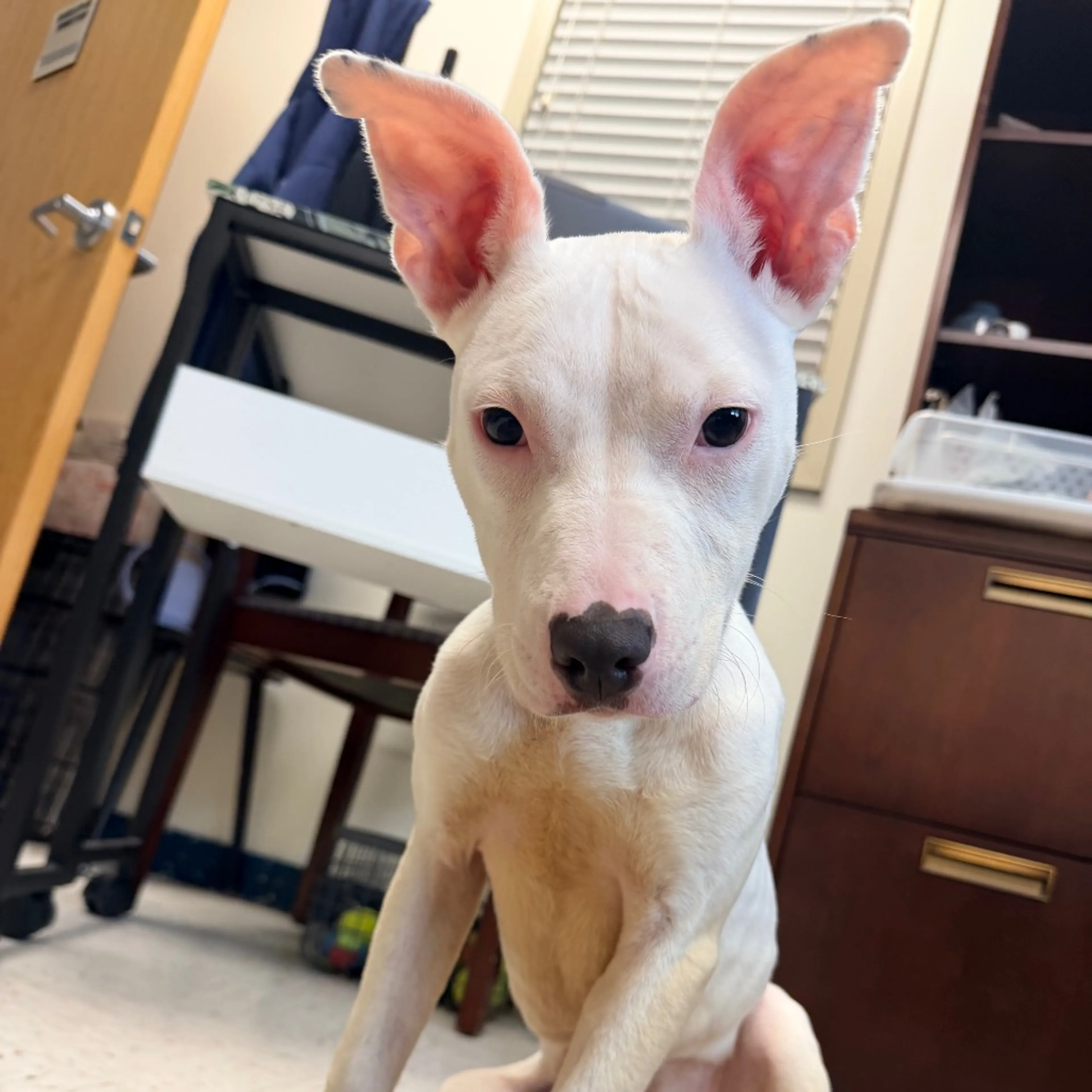 Found pet-2
