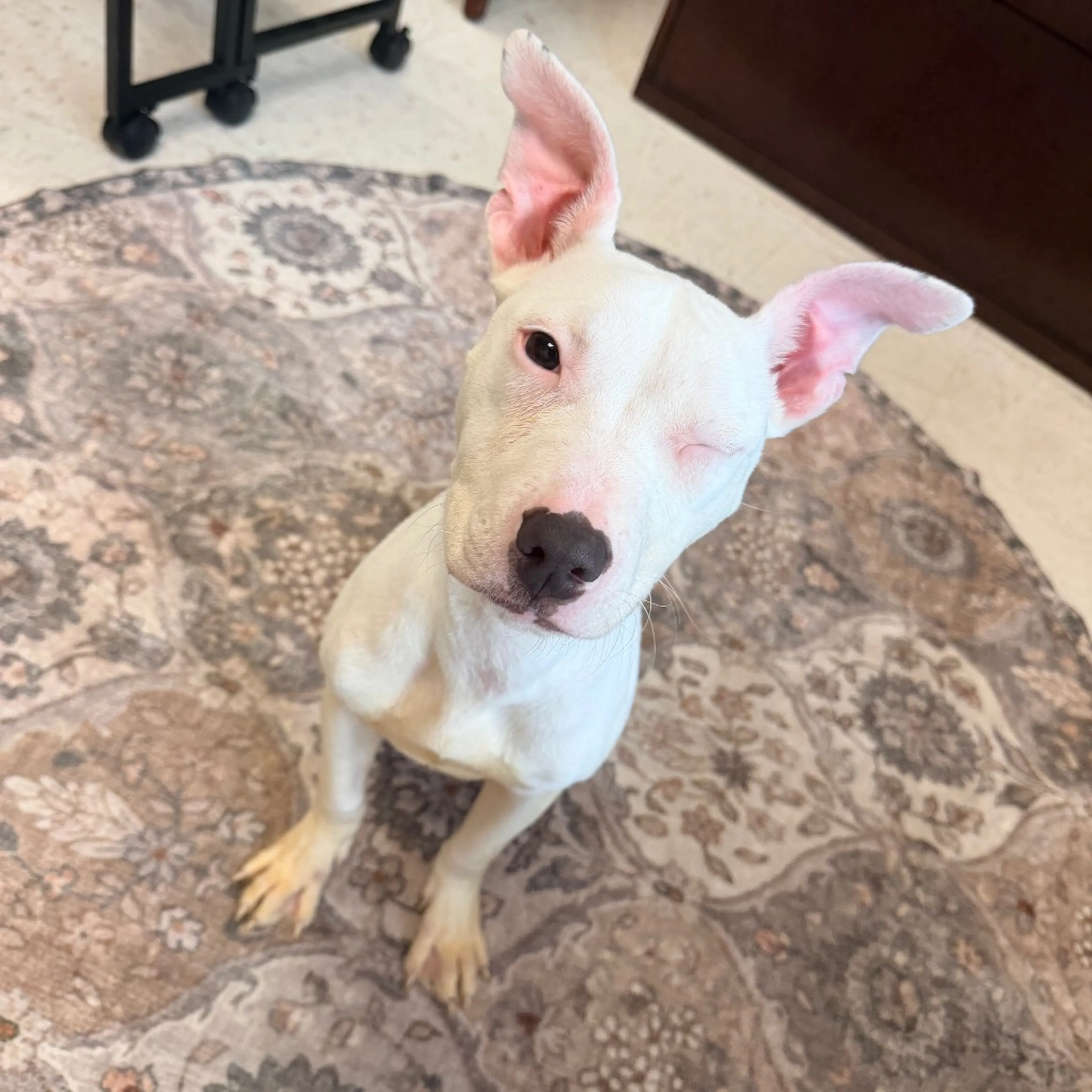 Found pet-4