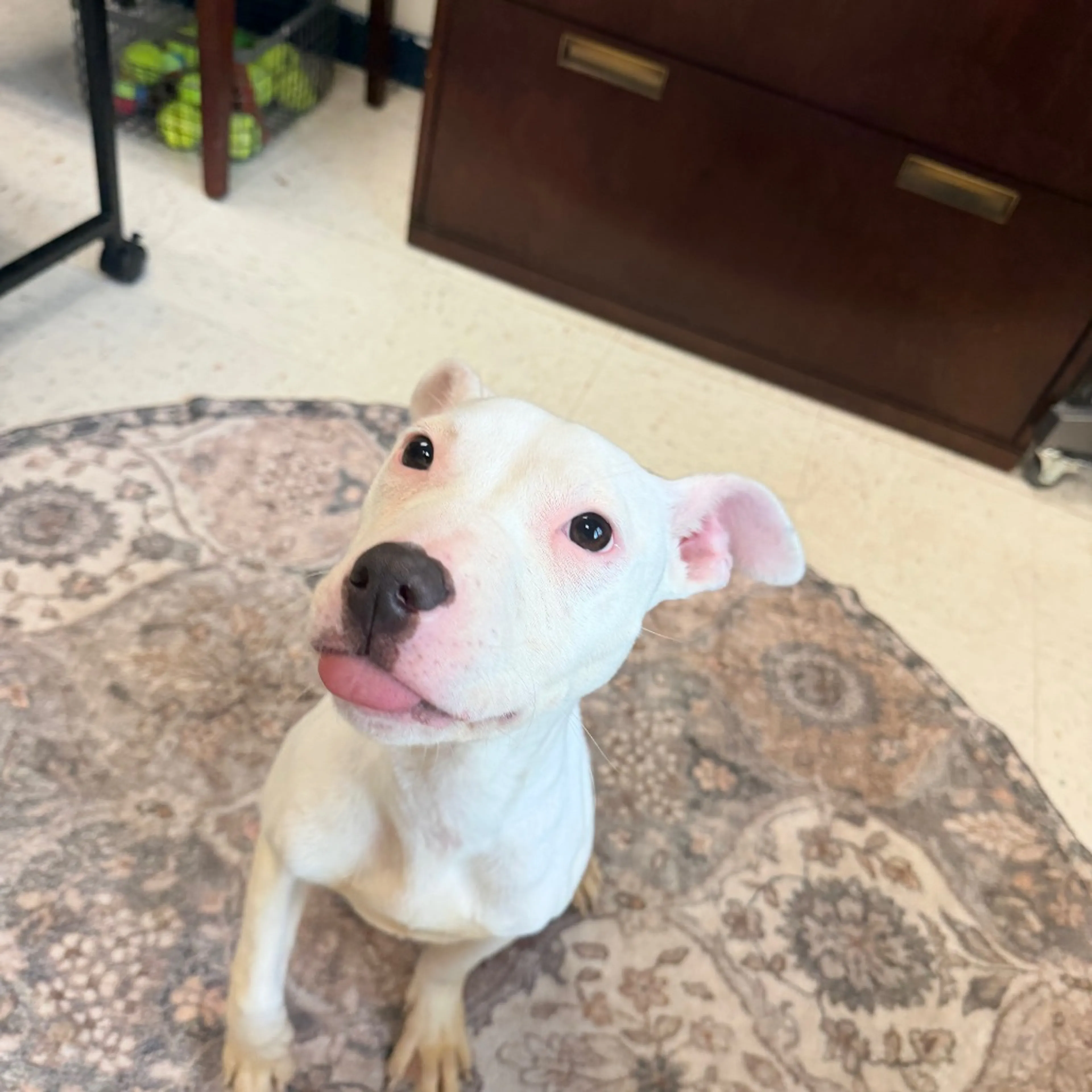 Found pet-5