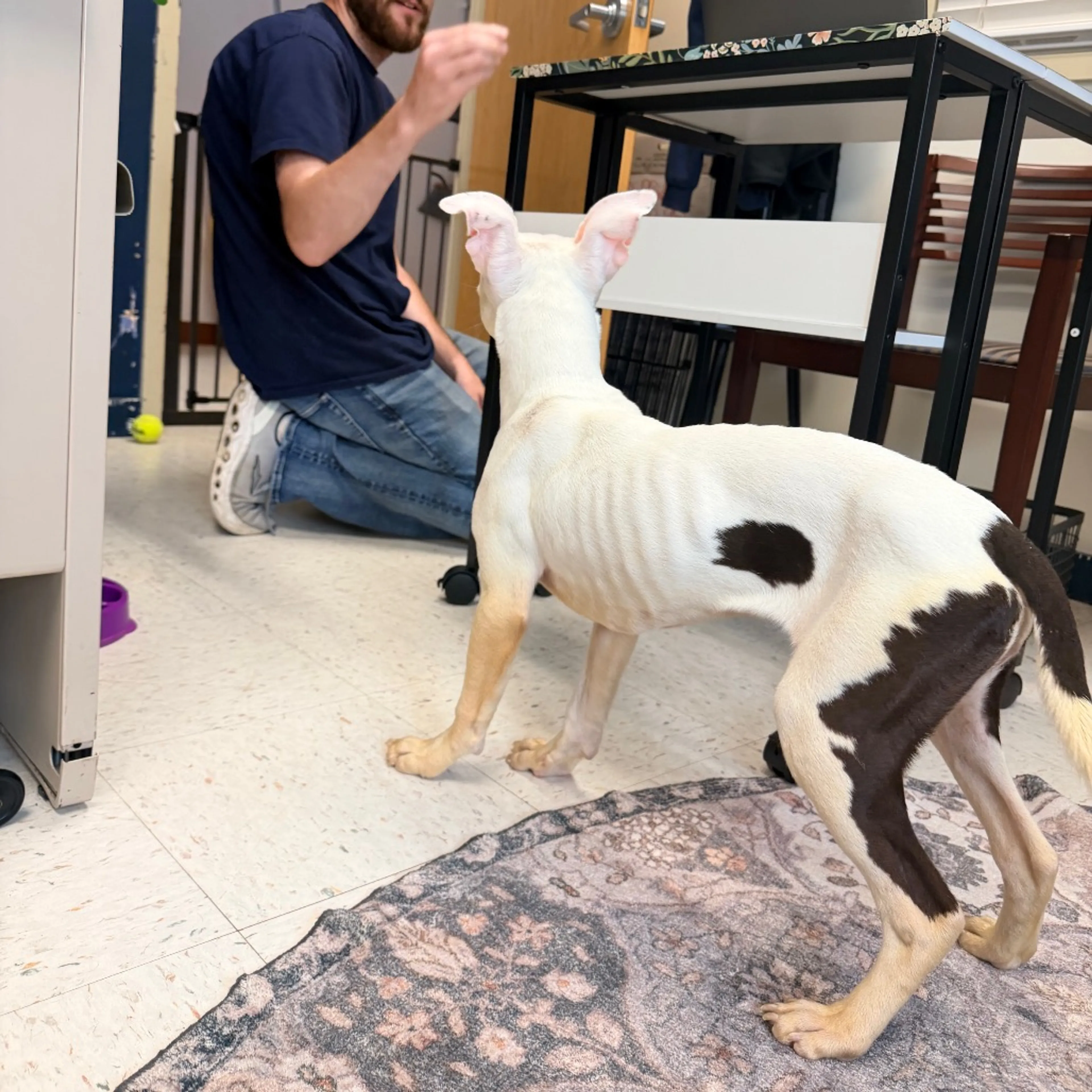 Found pet-3