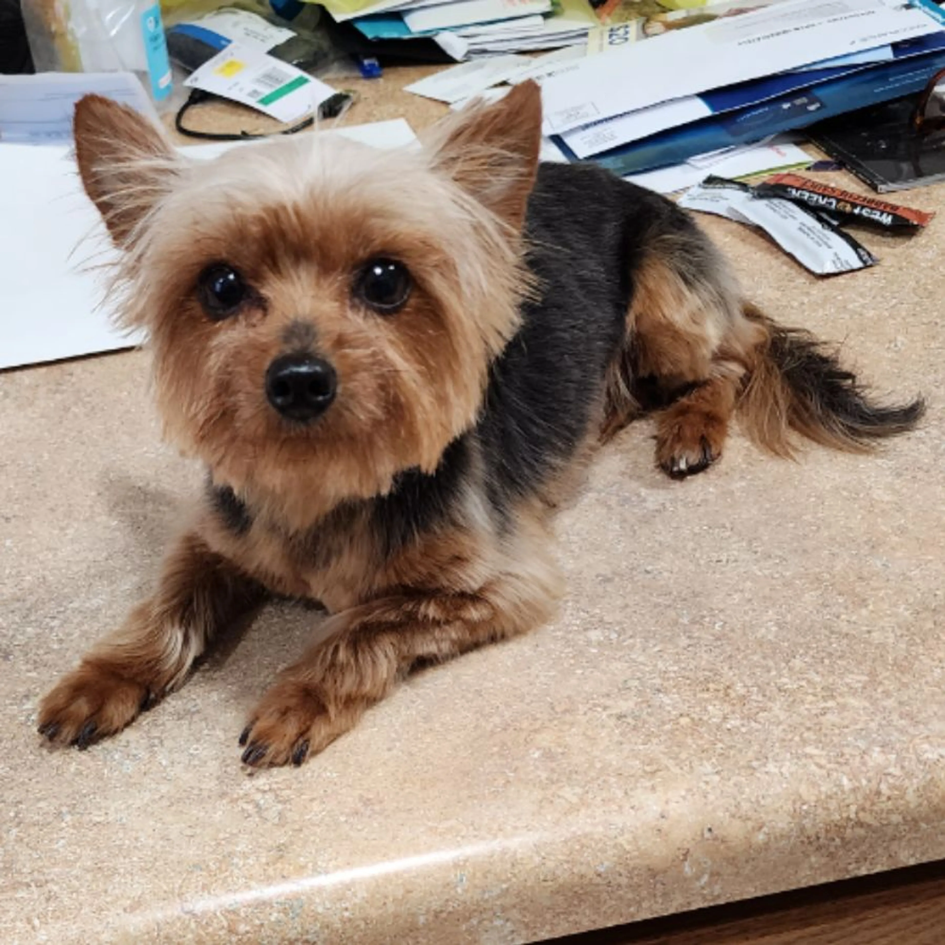 Lost pet