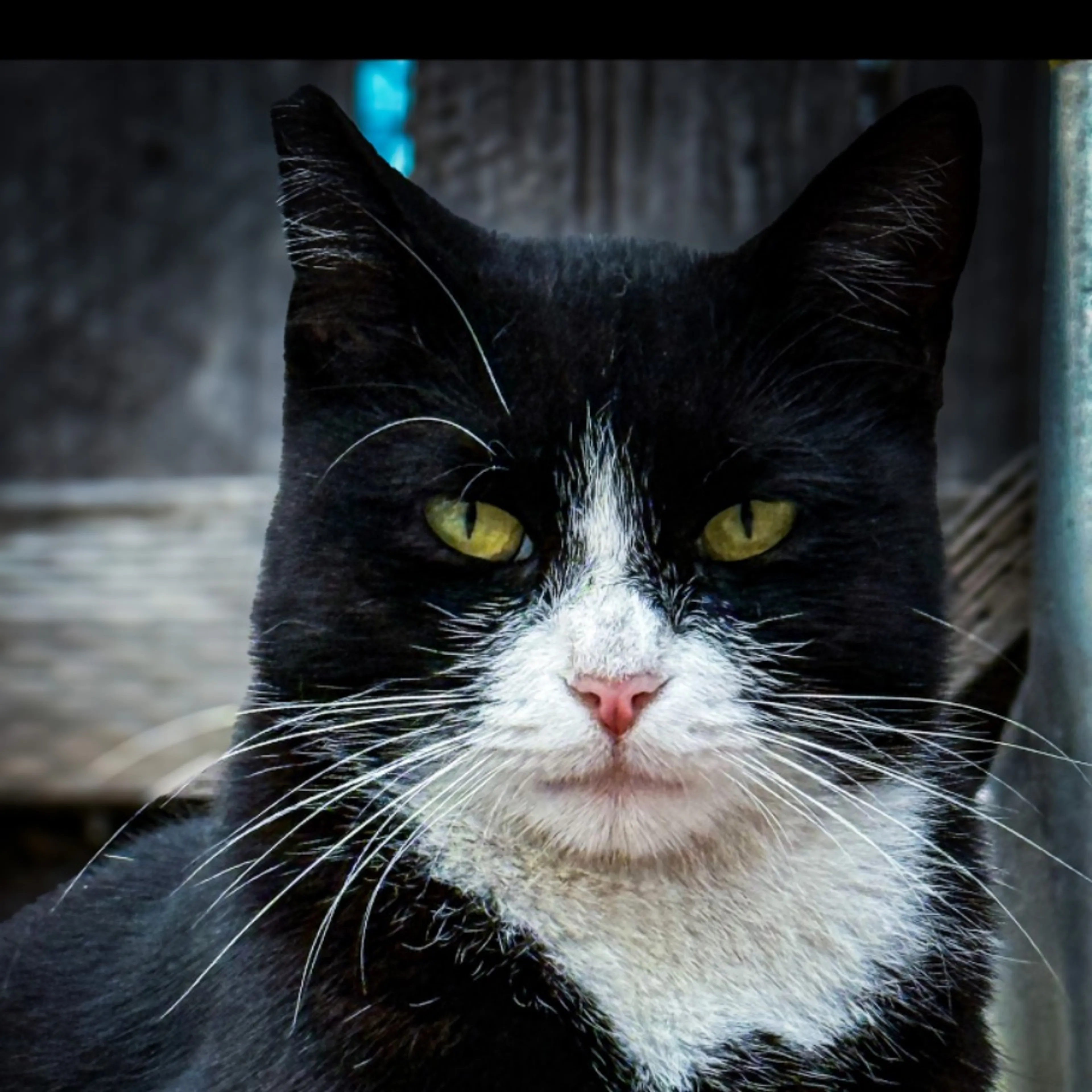 Lost pet