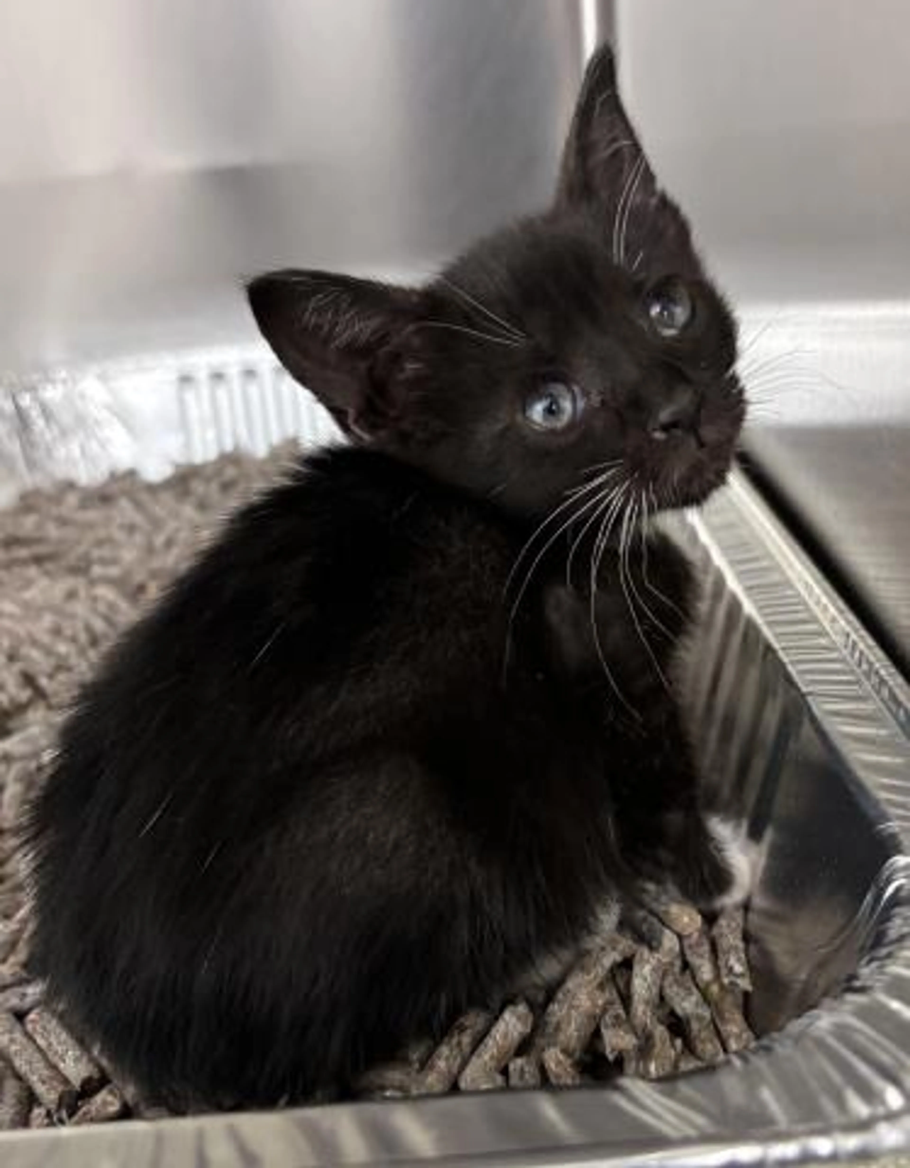Found pet