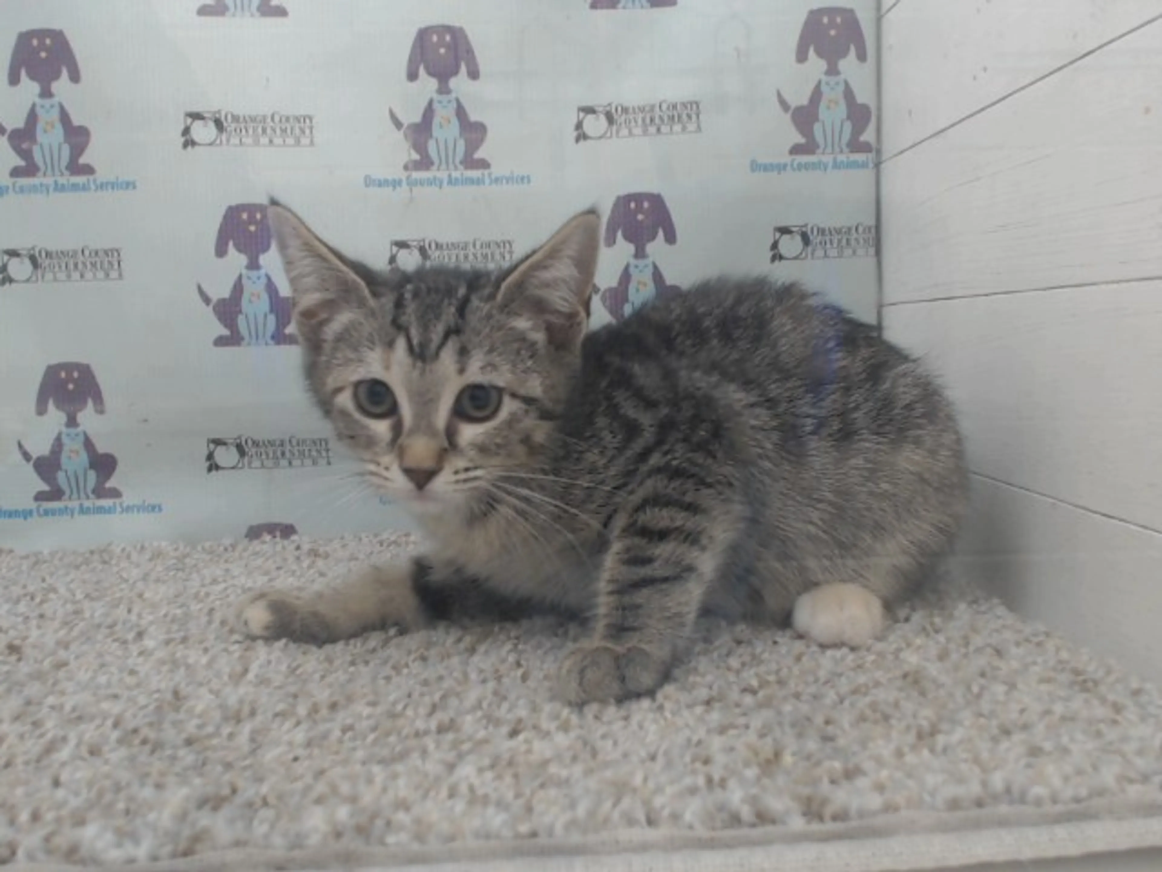 Found pet