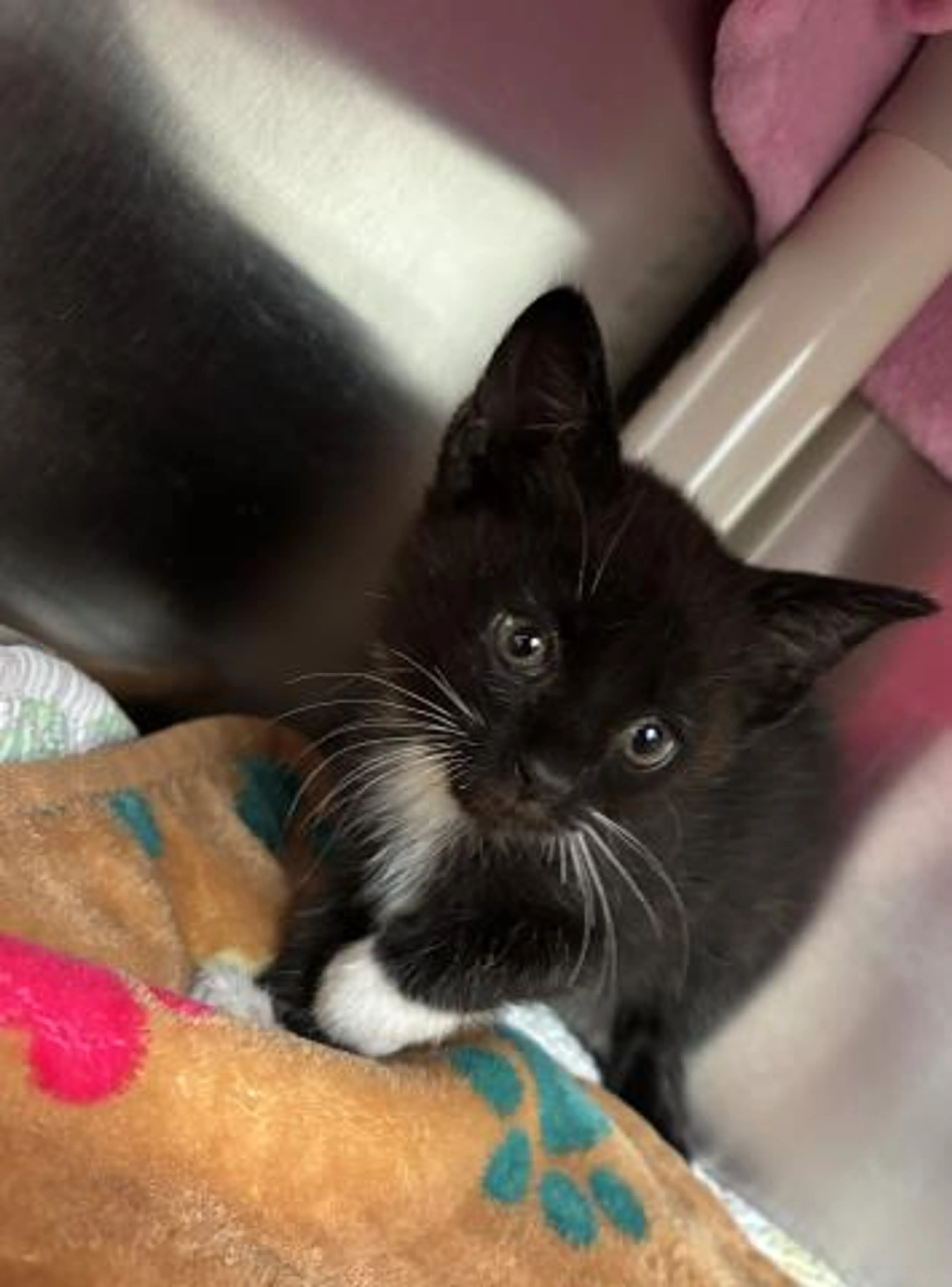 Found pet