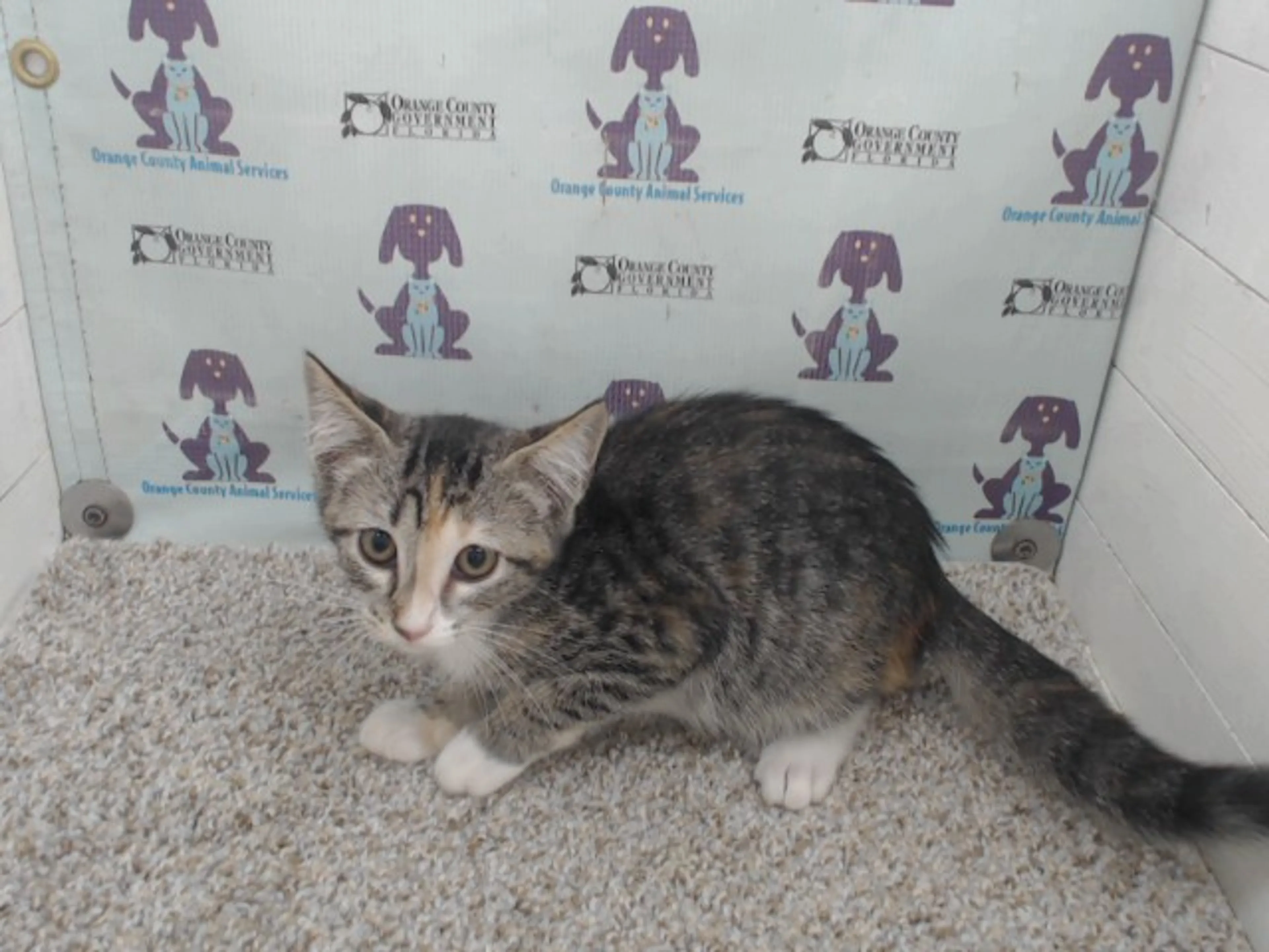 Found pet