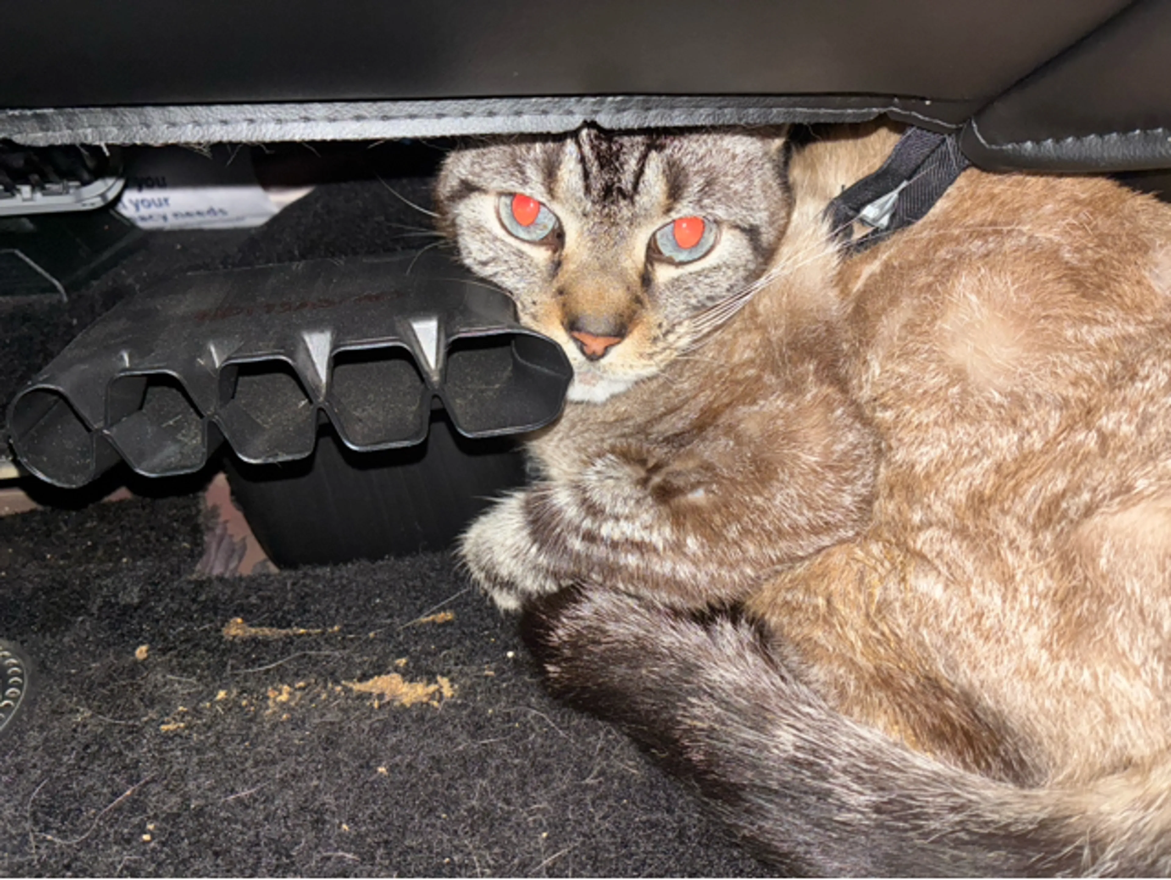 Found pet