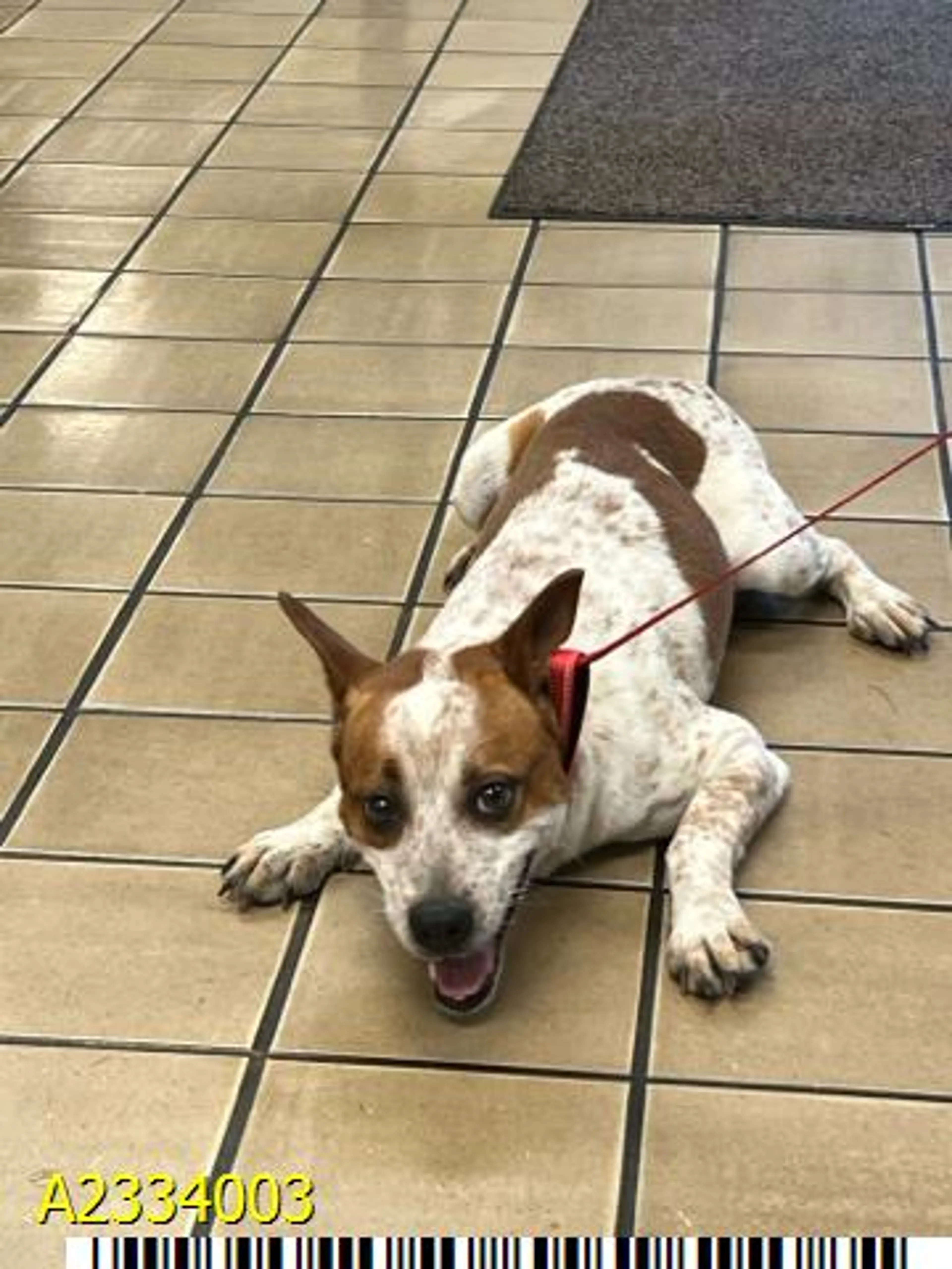 Found pet