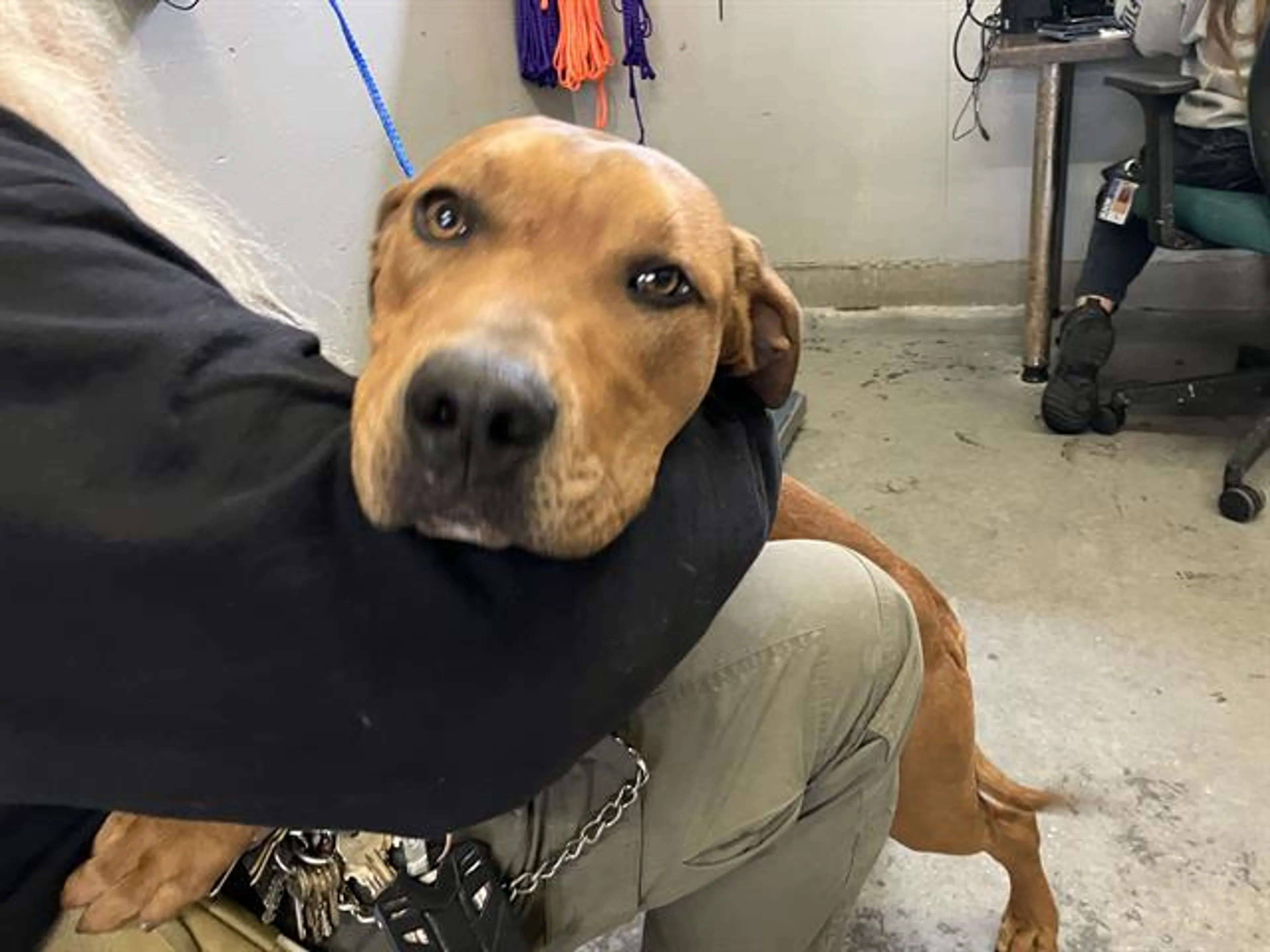 Found pet