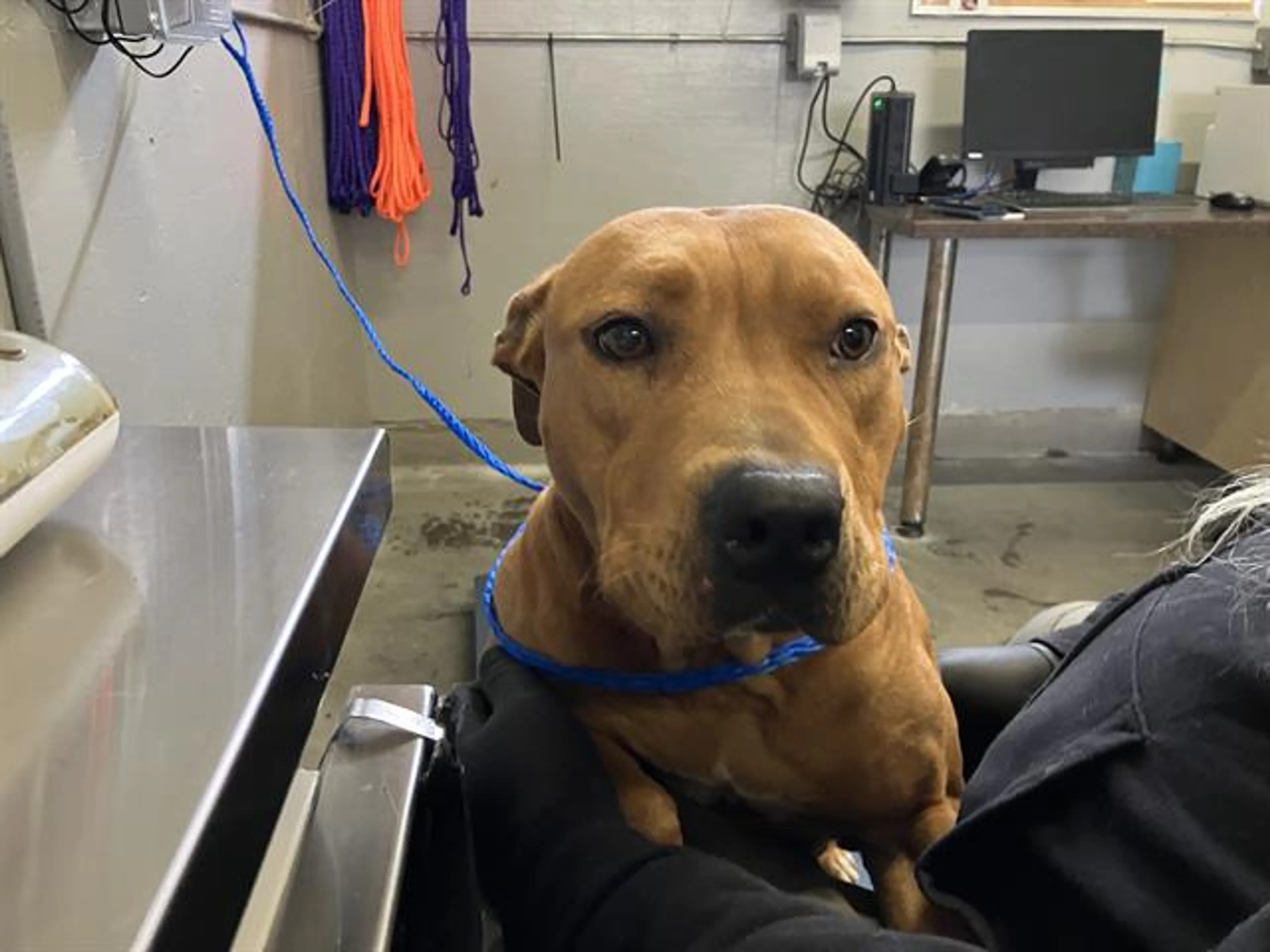 Found pet