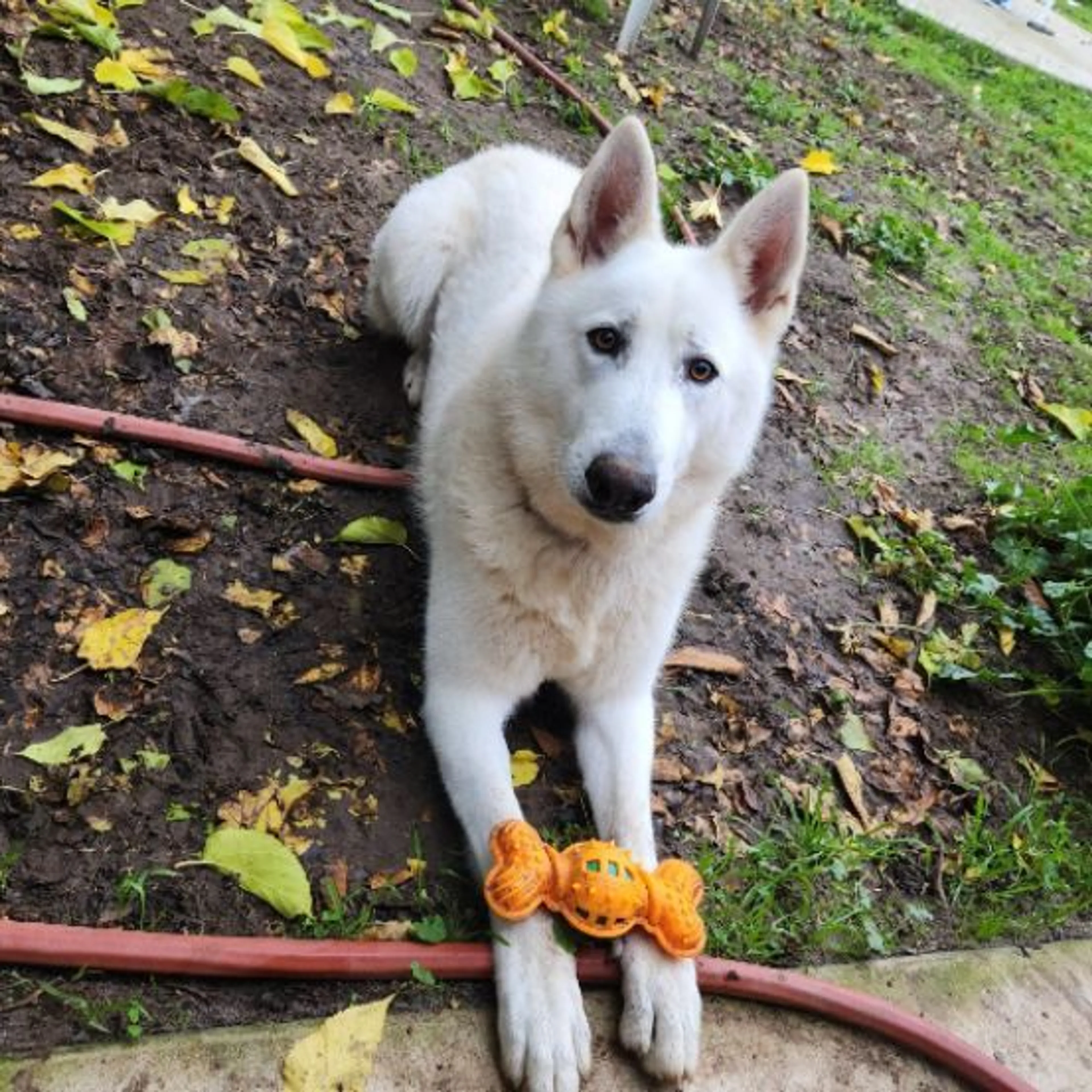 Lost pet