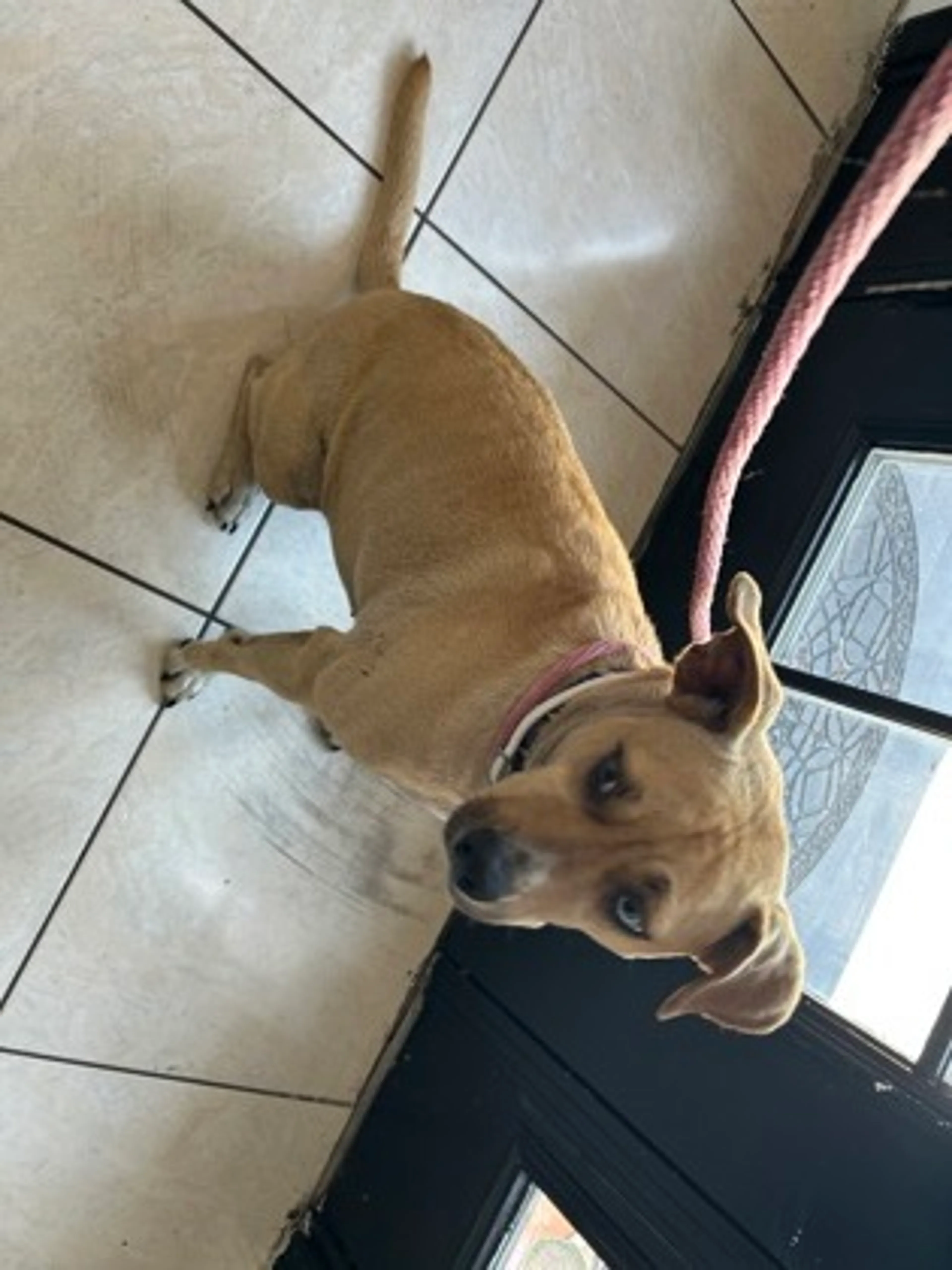 Found pet-1
