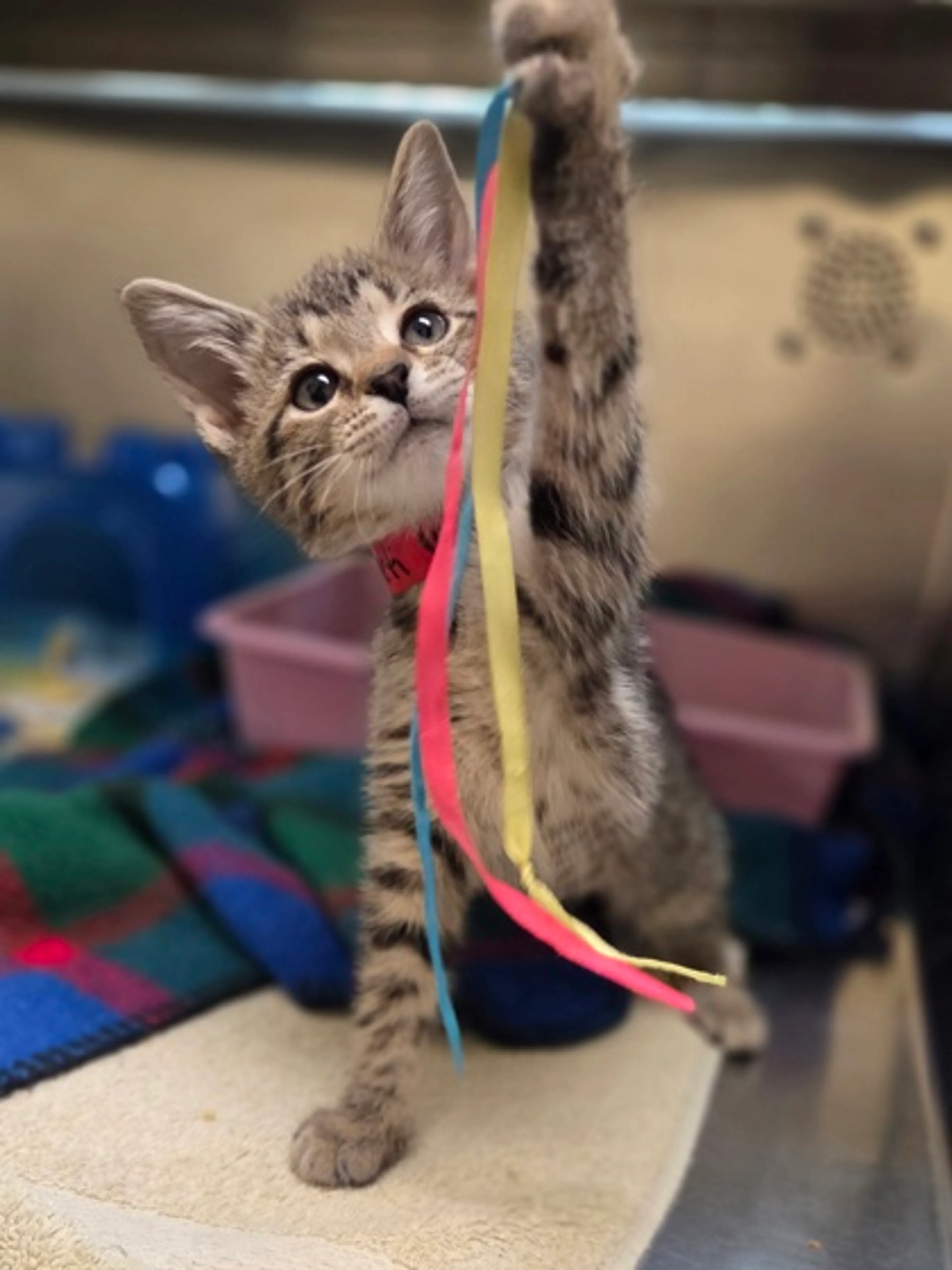 Found pet-1