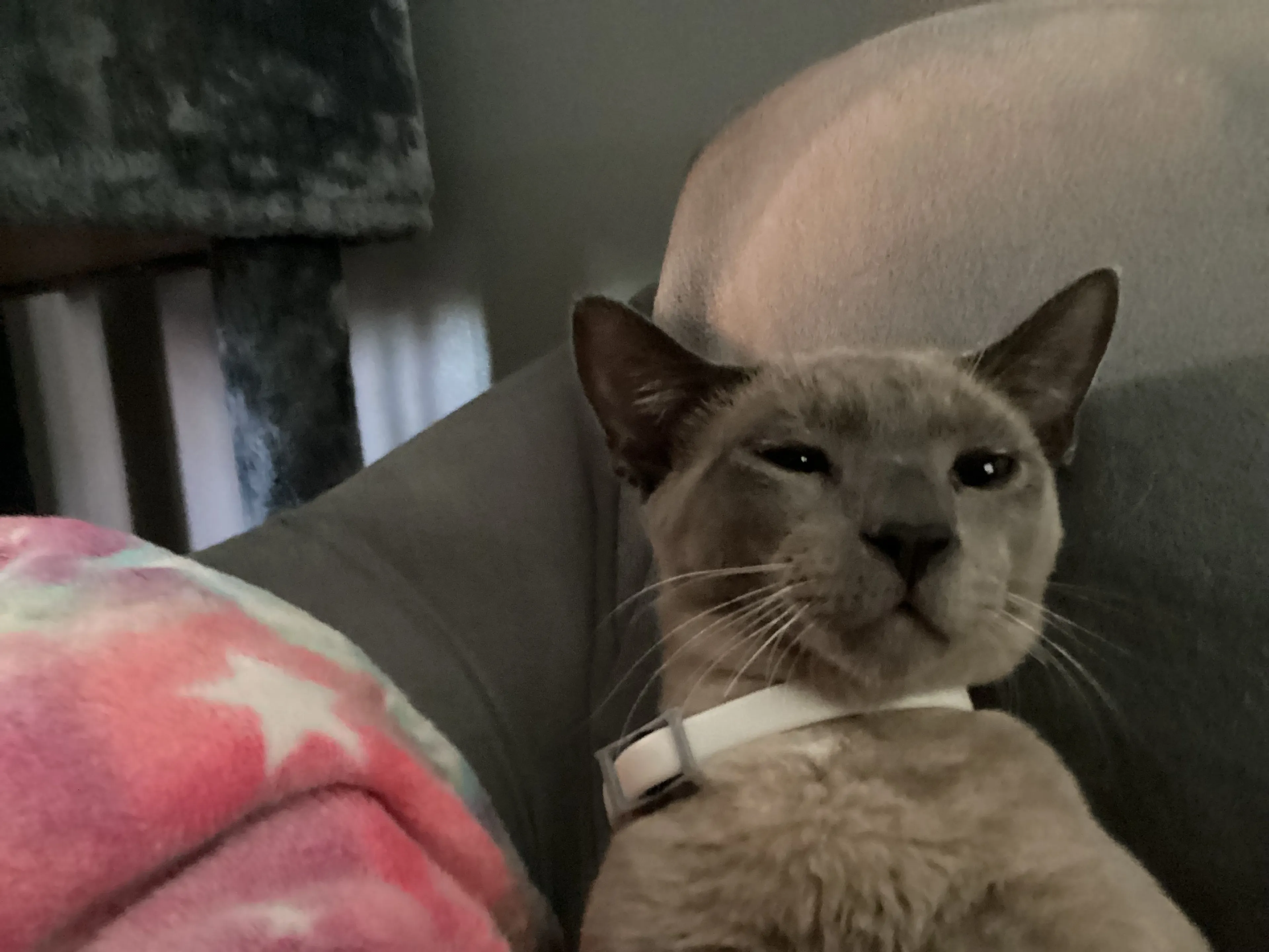 Lost pet-1