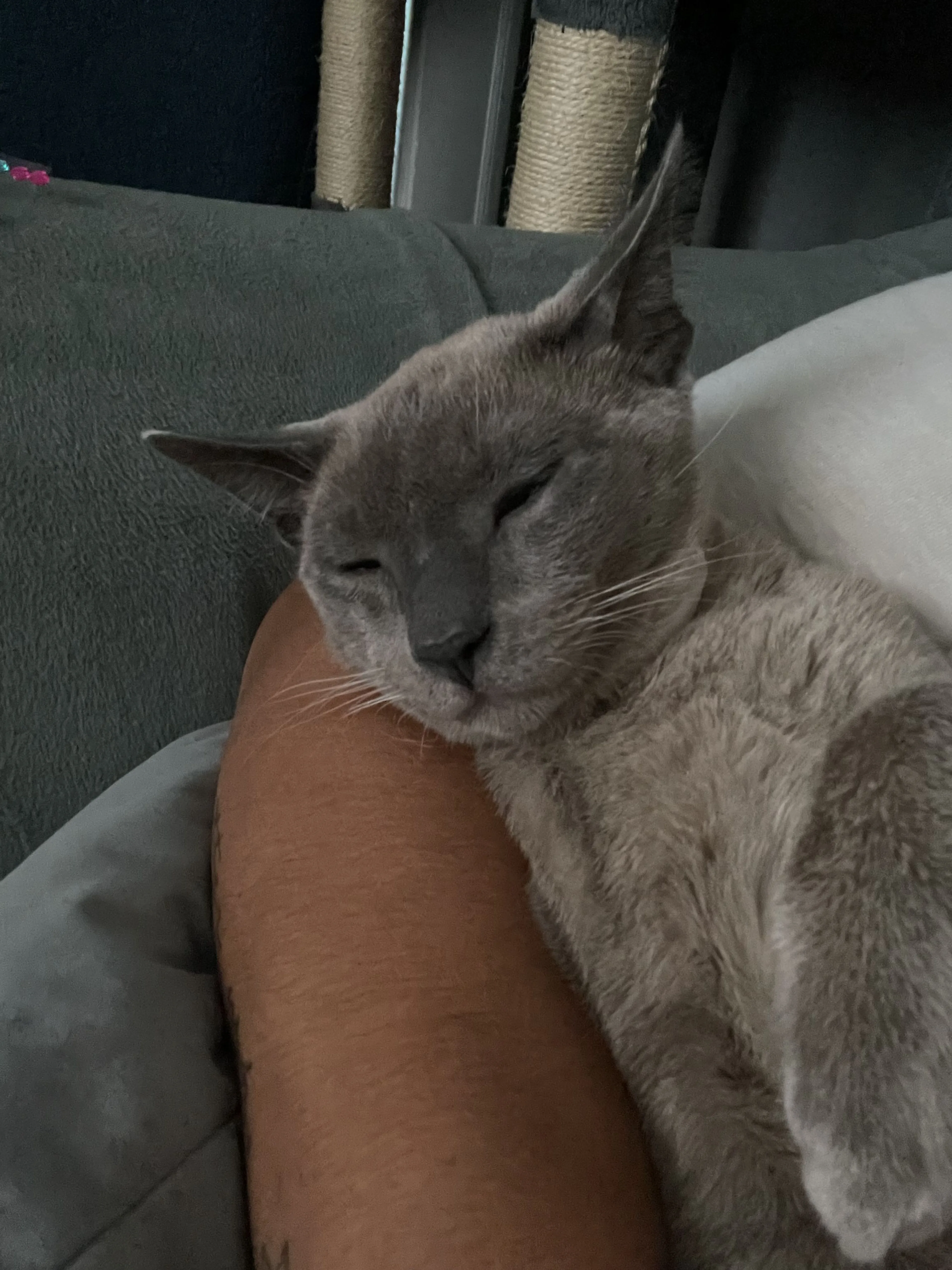Lost pet-0